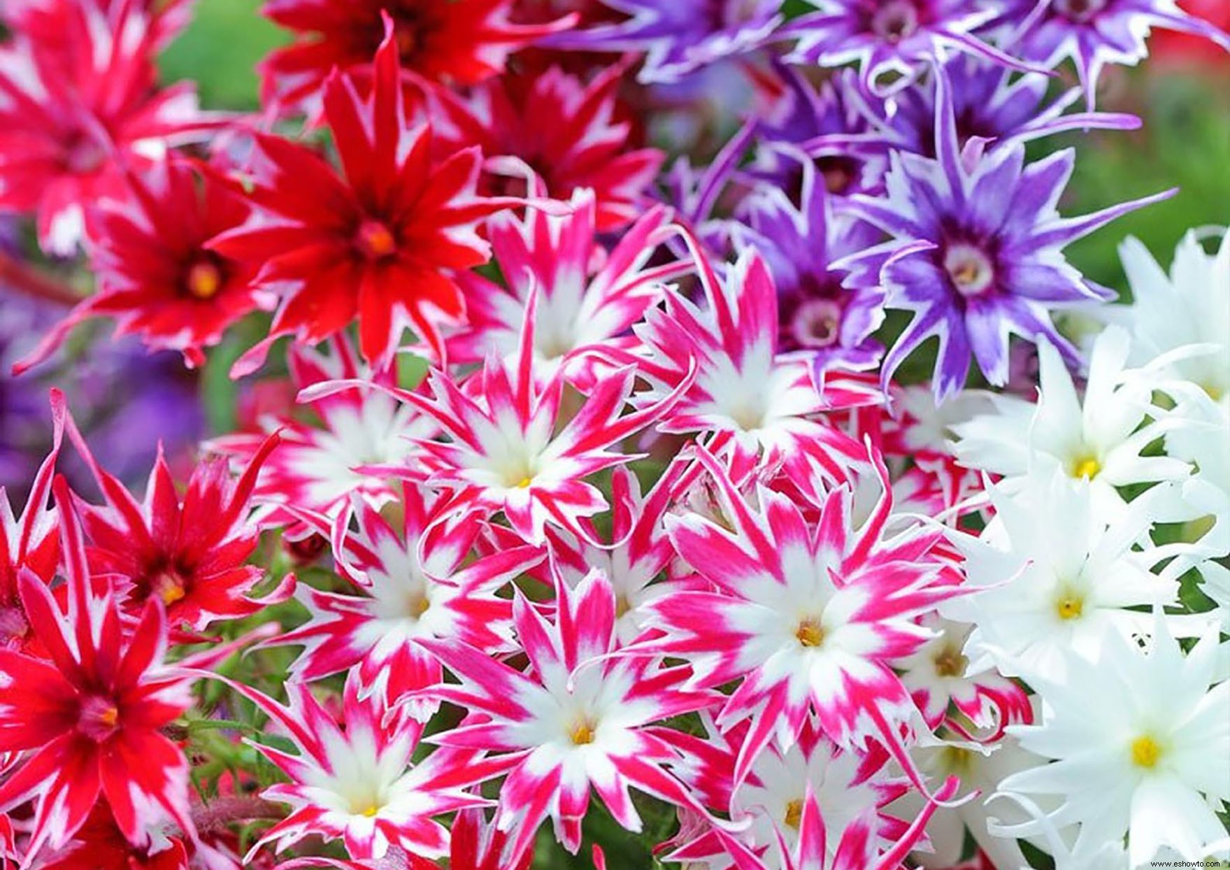 Popstars Phlox agregará estallidos de color a su jardín durante toda la temporada 