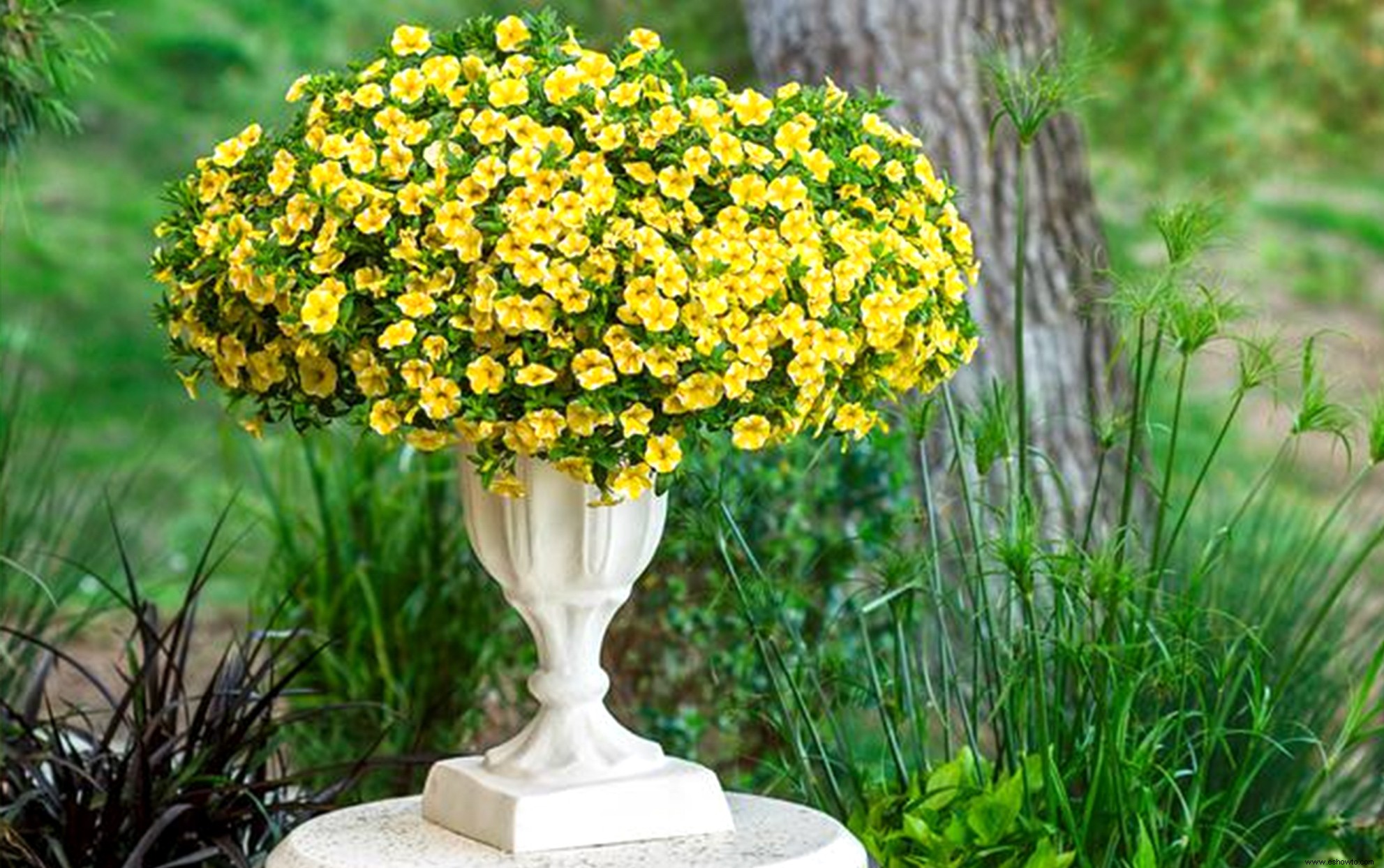 Superbells Lemon Slice Calibrachoa es el toque de color soleado que necesitan sus contenedores 