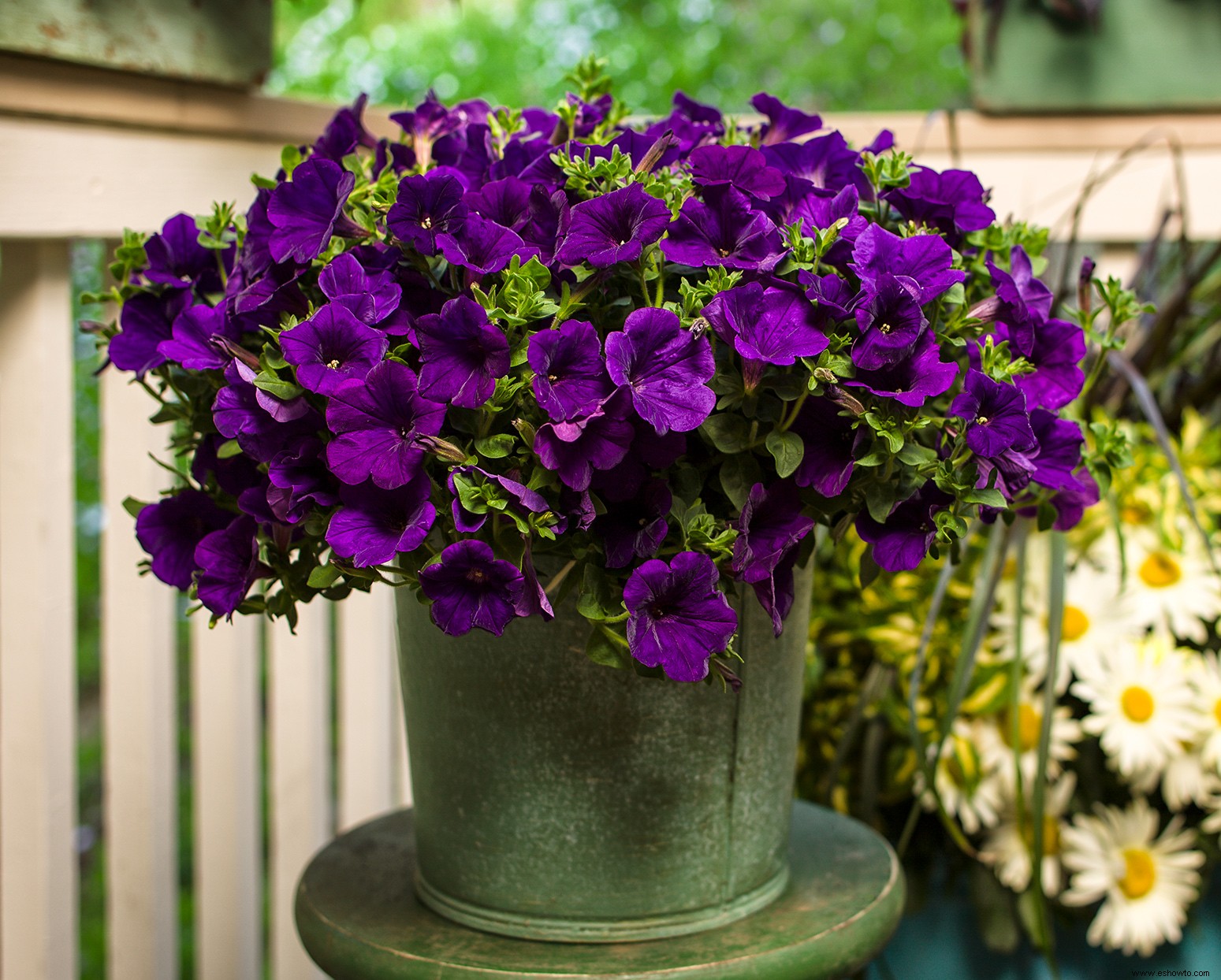 Royal Velvet Petunia está a punto de convertirse en la campeona reinante de su jardín 