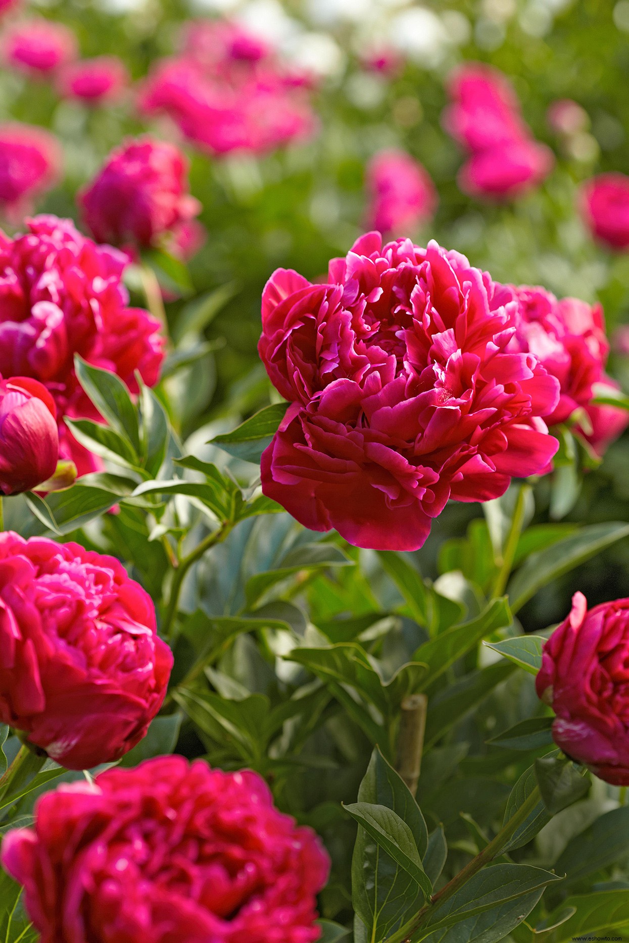 6 datos fascinantes sobre las peonías que te harán amar aún más sus hermosas flores 