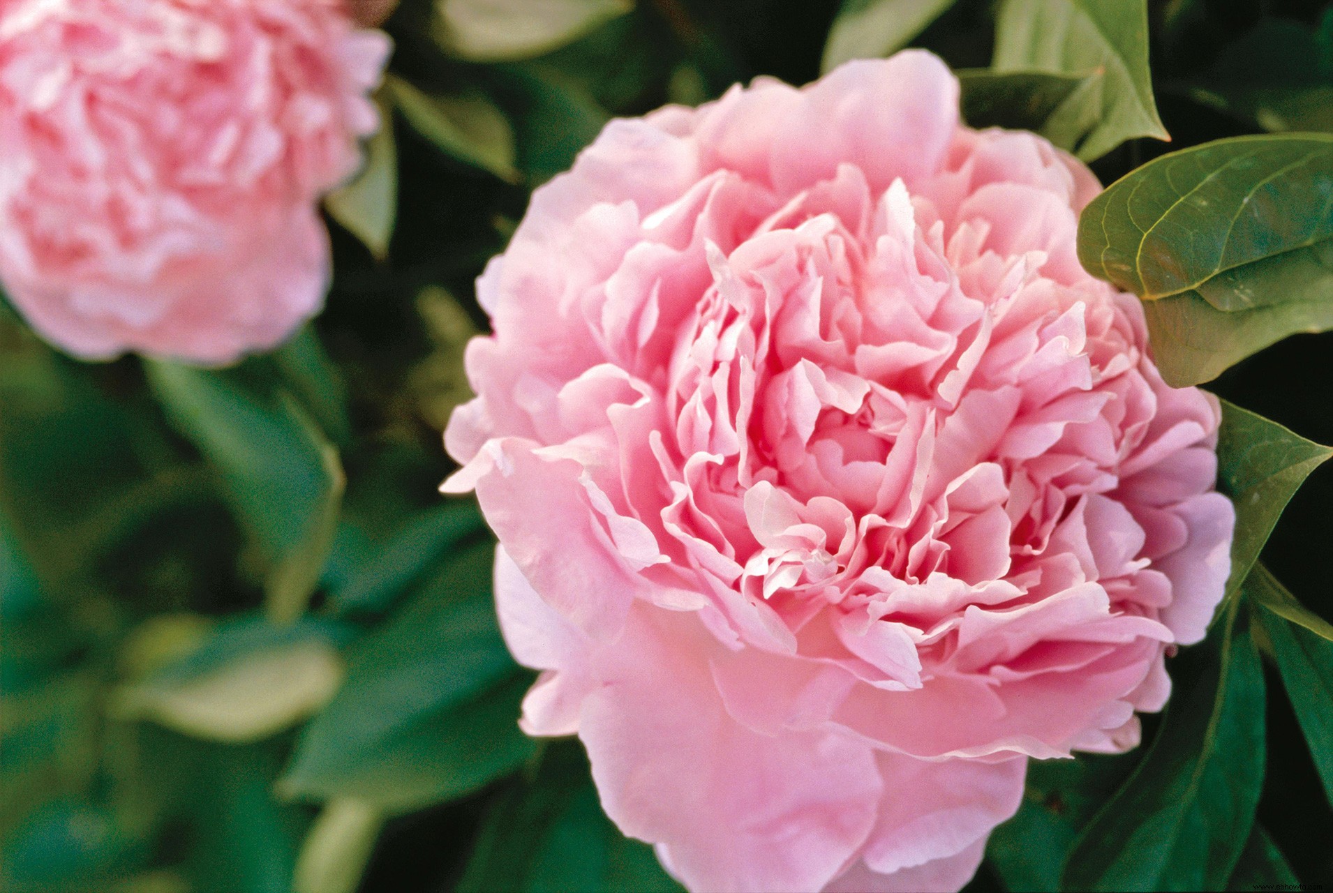 6 datos fascinantes sobre las peonías que te harán amar aún más sus hermosas flores 