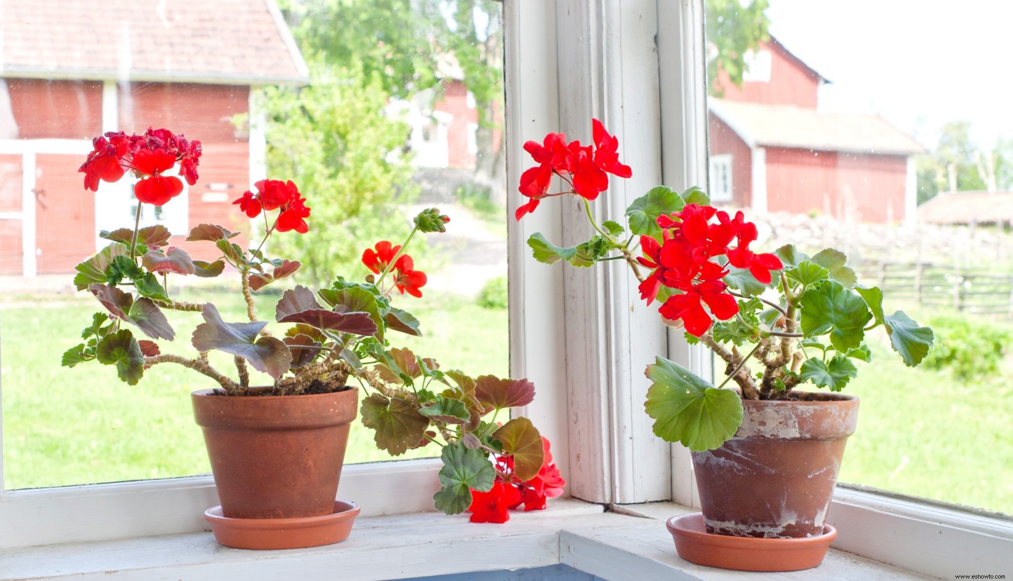 Por qué sus plantas de interior se ven largas (y cómo solucionar este problema común) 