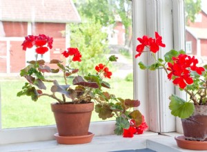 Por qué tus plantas de interior se ven larguiruchas y cómo solucionar este problema común