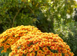 5 Nuevas Variedades de Crisantemos (Mamás) para un Jardín Otoñal Espectacular