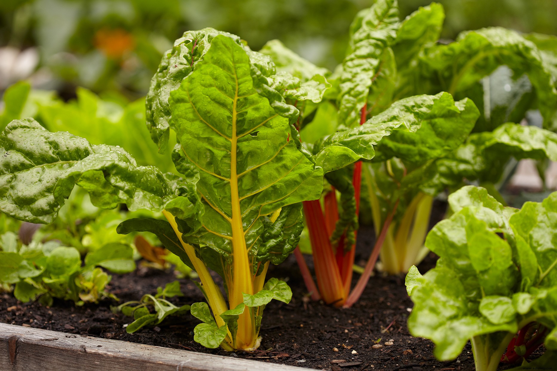 Un marco frío es la forma más fácil de extender sus cosechas de vegetales hasta el otoño y el invierno 