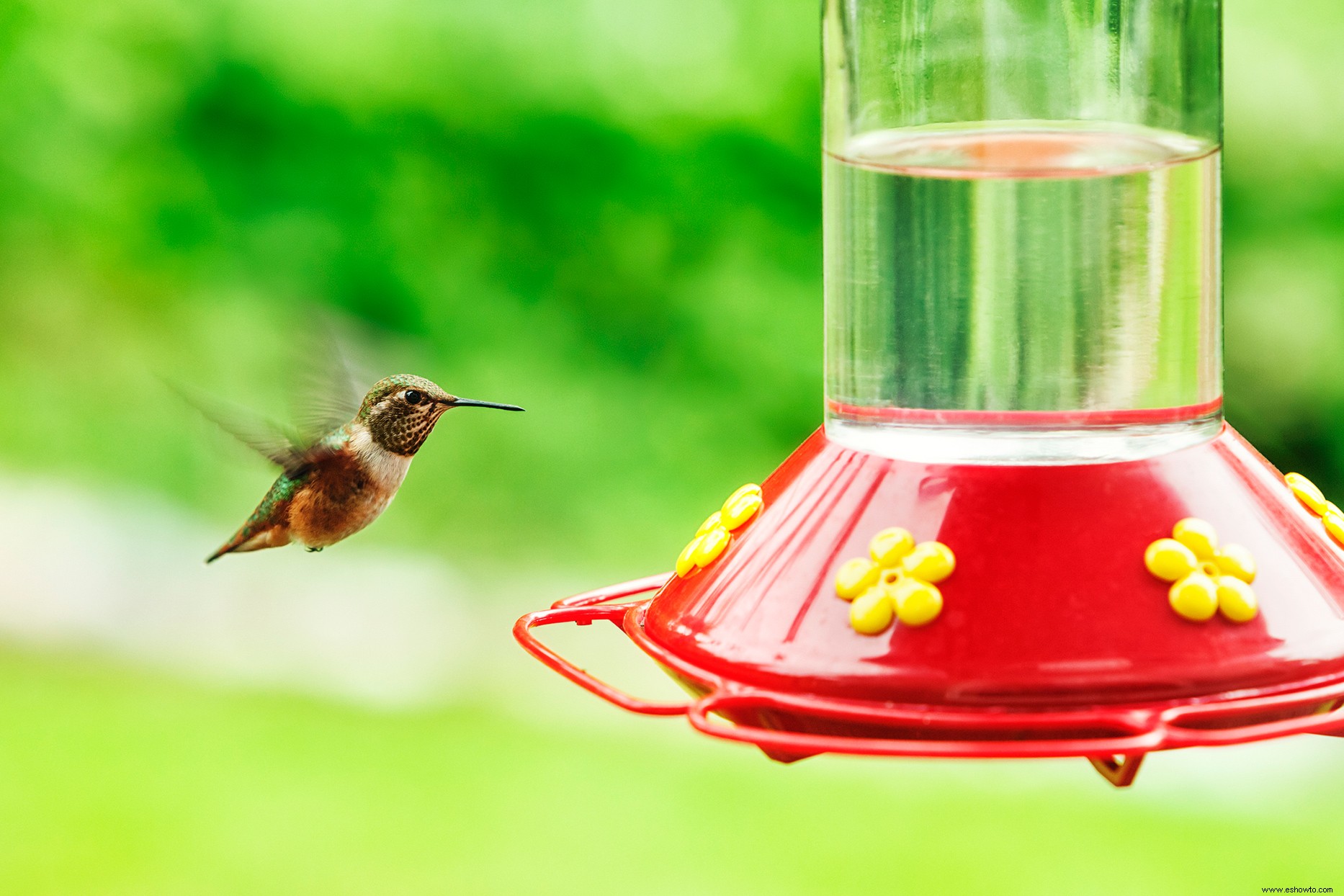 Cómo limpiar un comedero para colibríes en 5 sencillos pasos 