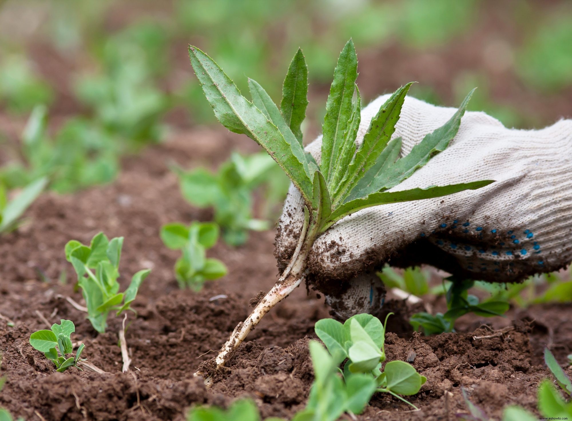 7 de los peores errores de deshierbe que hacen que la jardinería sea mucho más difícil 