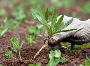 Los 7 errores más graves al desherbar que complican tu jardinería