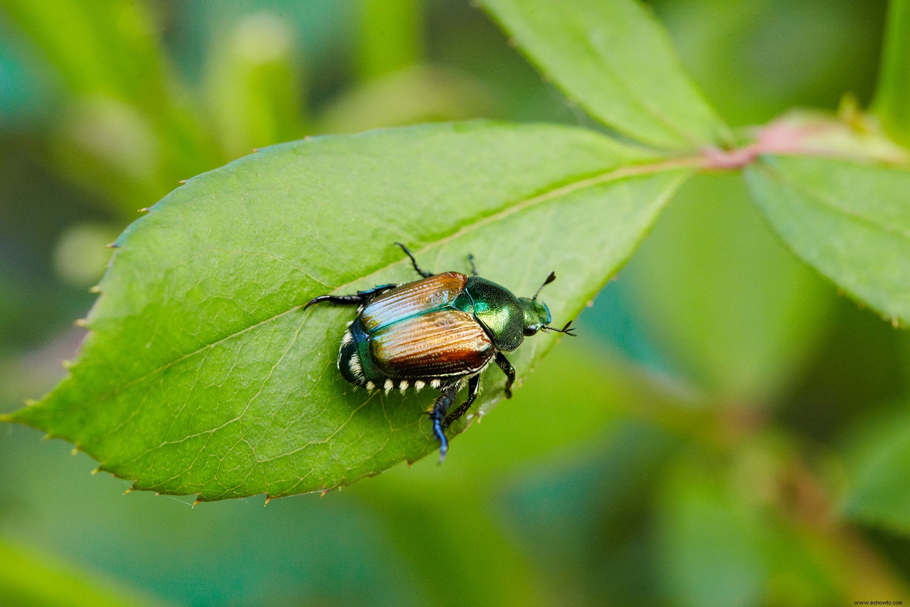 ¿Deberías usar trampas japonesas para escarabajos? Esto es lo que dicen los expertos 