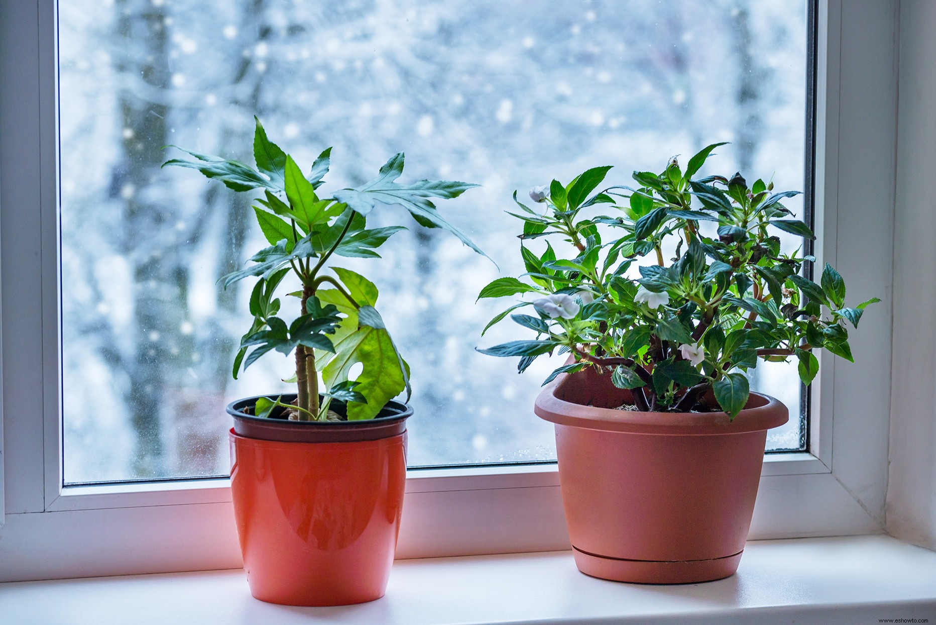 9 consejos imprescindibles para cuidar tus plantas de interior durante el invierno 