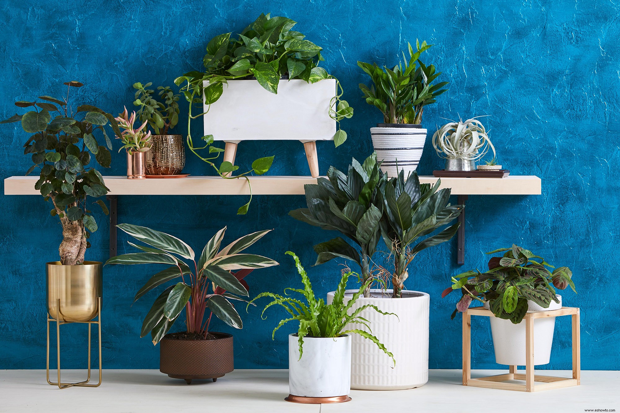 9 consejos imprescindibles para cuidar tus plantas de interior durante el invierno 