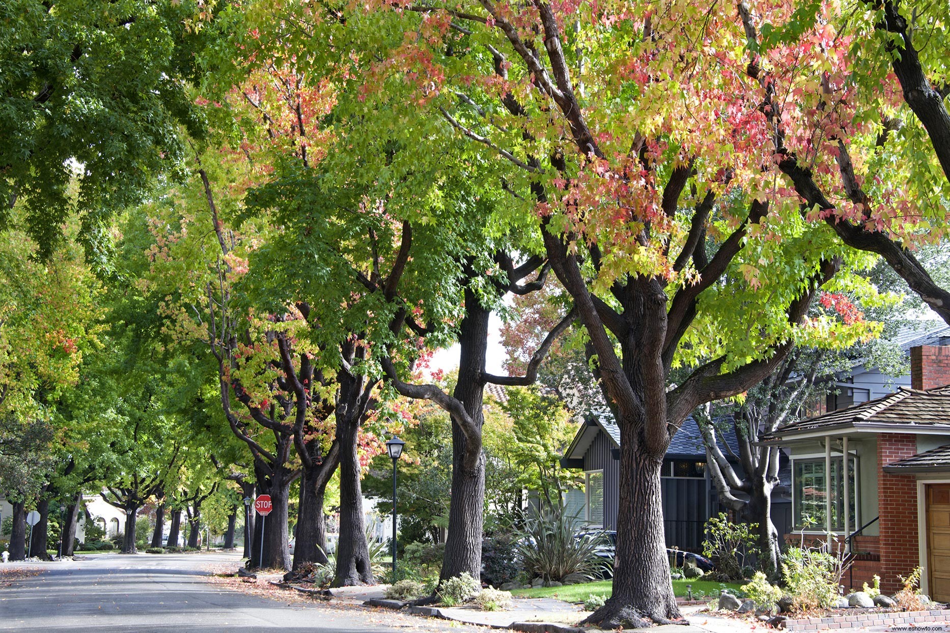 ¿Por qué las hojas cambian de color tan tarde este otoño? Los expertos explican por qué los árboles siguen siendo verdes 