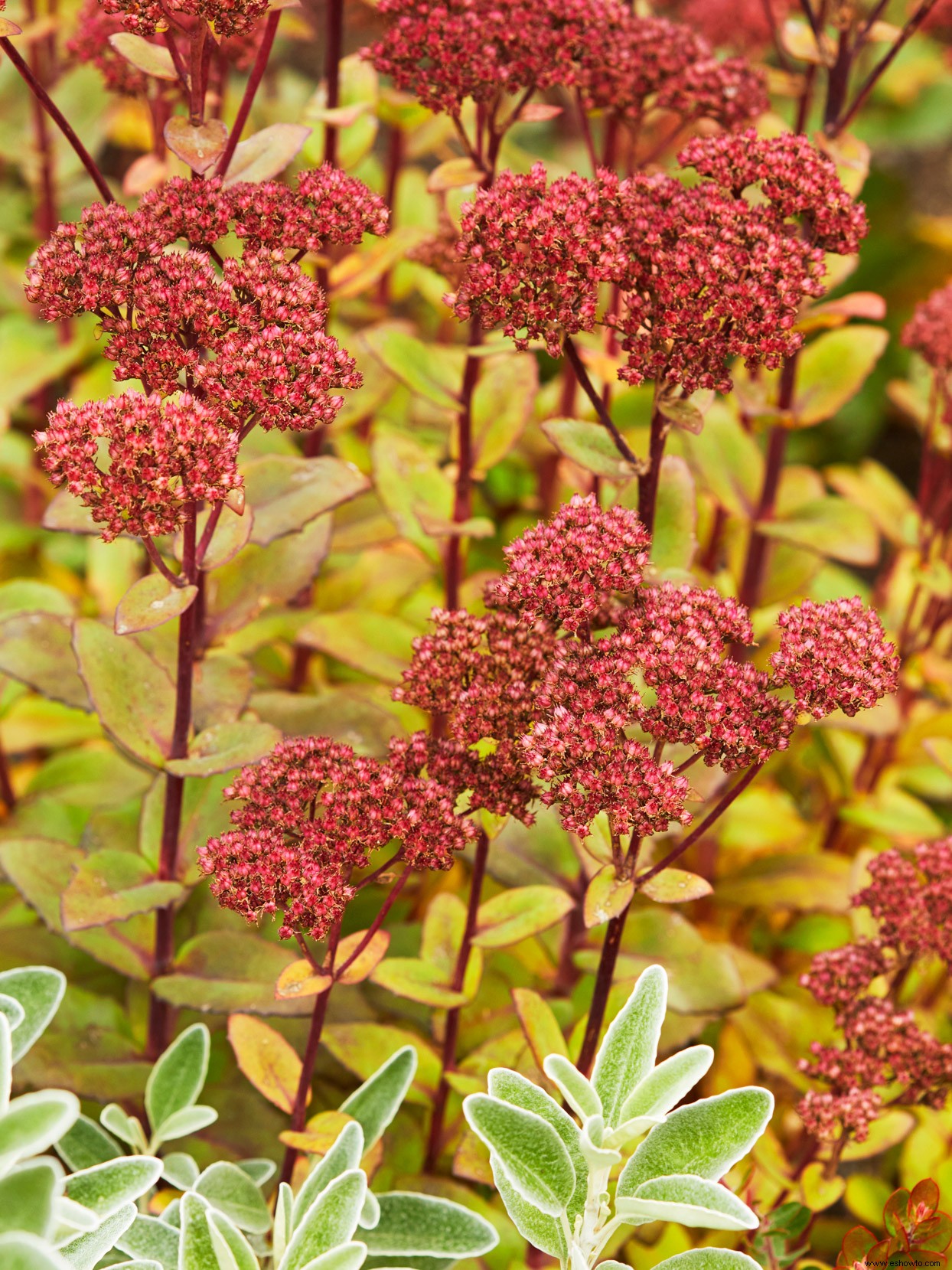 The Gardens Golden Season:cómo lograr un final de otoño fabuloso 