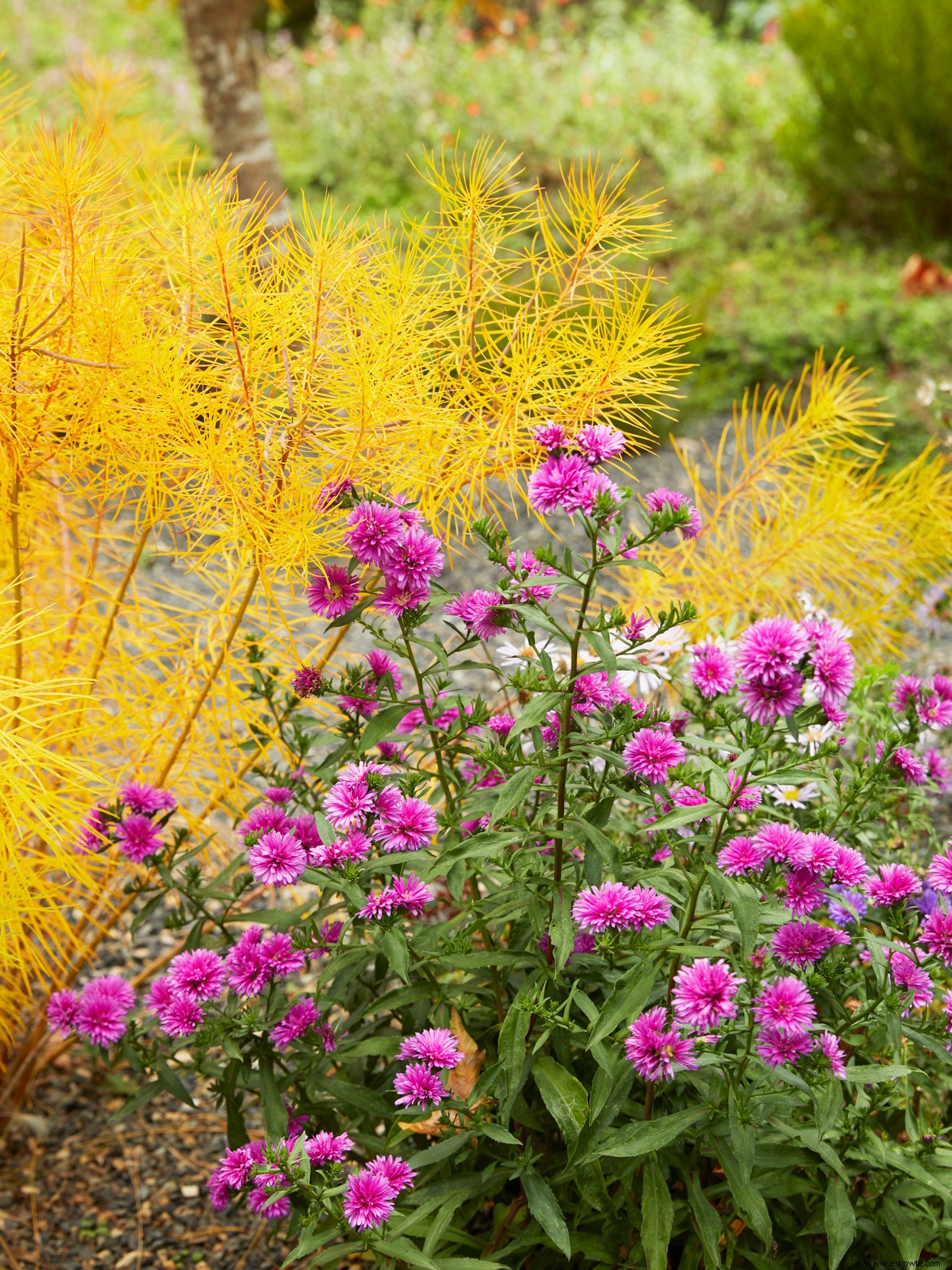 The Gardens Golden Season:cómo lograr un final de otoño fabuloso 