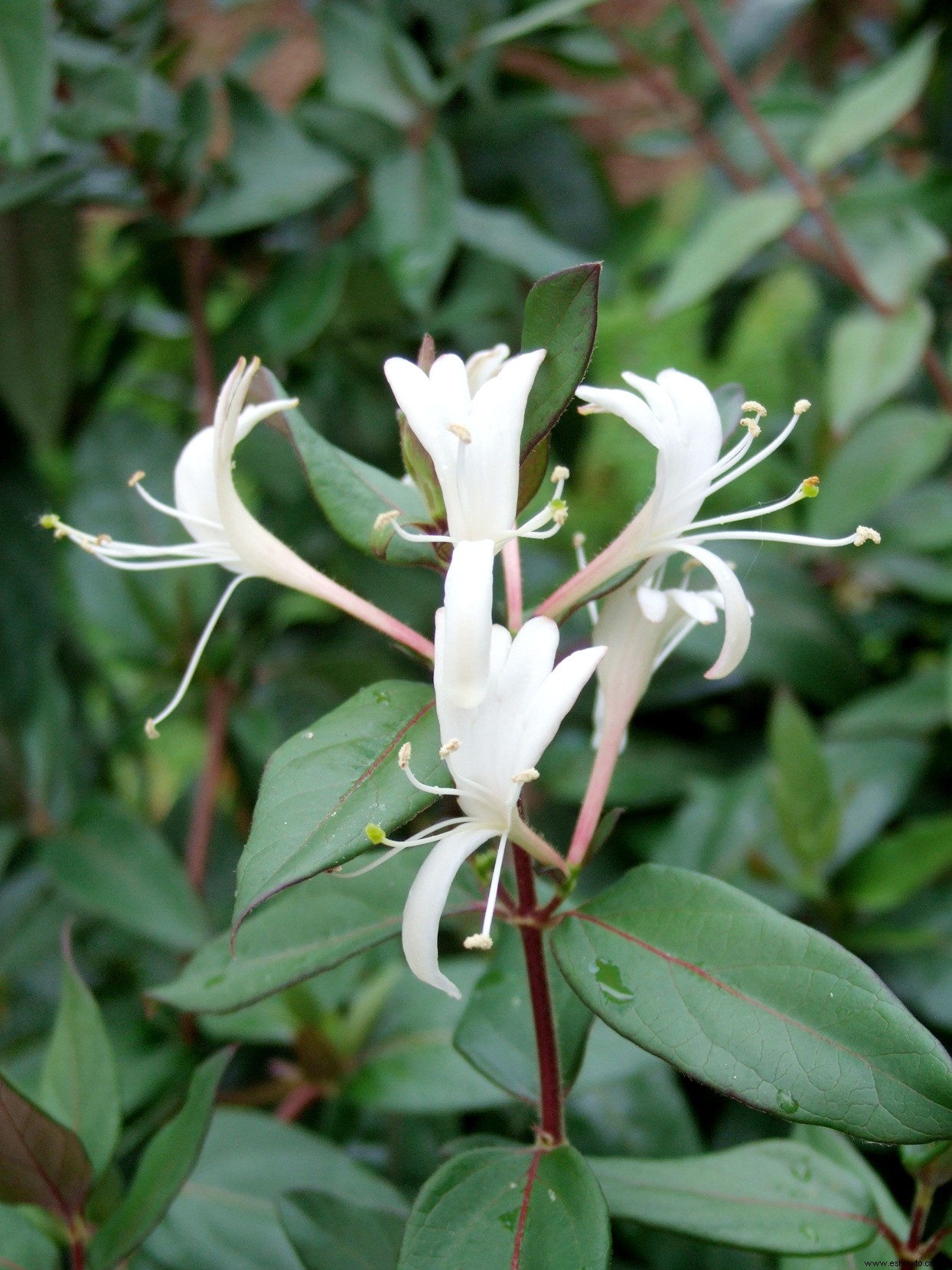 10 alternativas nativas a las plantas invasoras que podría estar cultivando en su jardín 