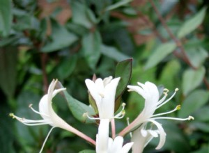 10 alternativas nativas a plantas invasoras comunes en tu jardín: Guía experta para un paisaje sostenible