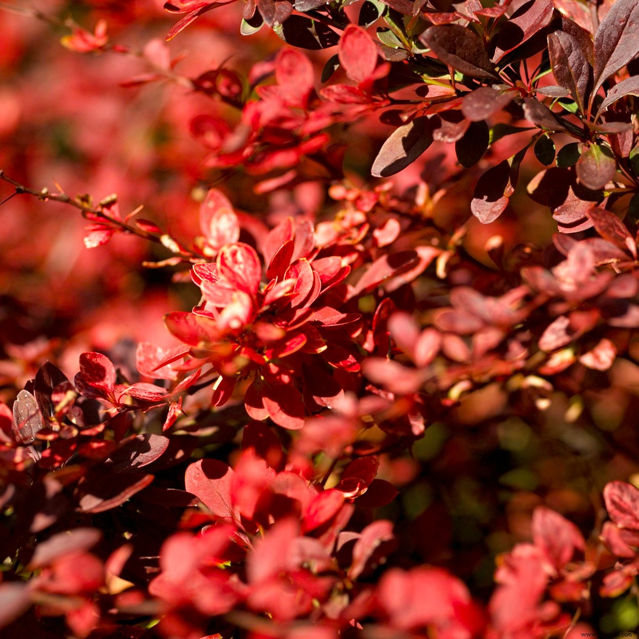 10 alternativas nativas a las plantas invasoras que podría estar cultivando en su jardín 