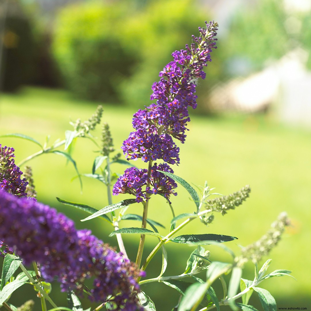 10 alternativas nativas a las plantas invasoras que podría estar cultivando en su jardín 