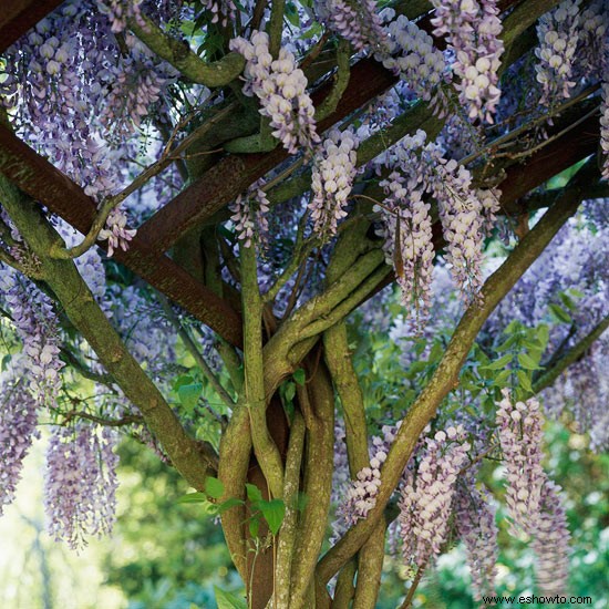 10 alternativas nativas a las plantas invasoras que podría estar cultivando en su jardín 