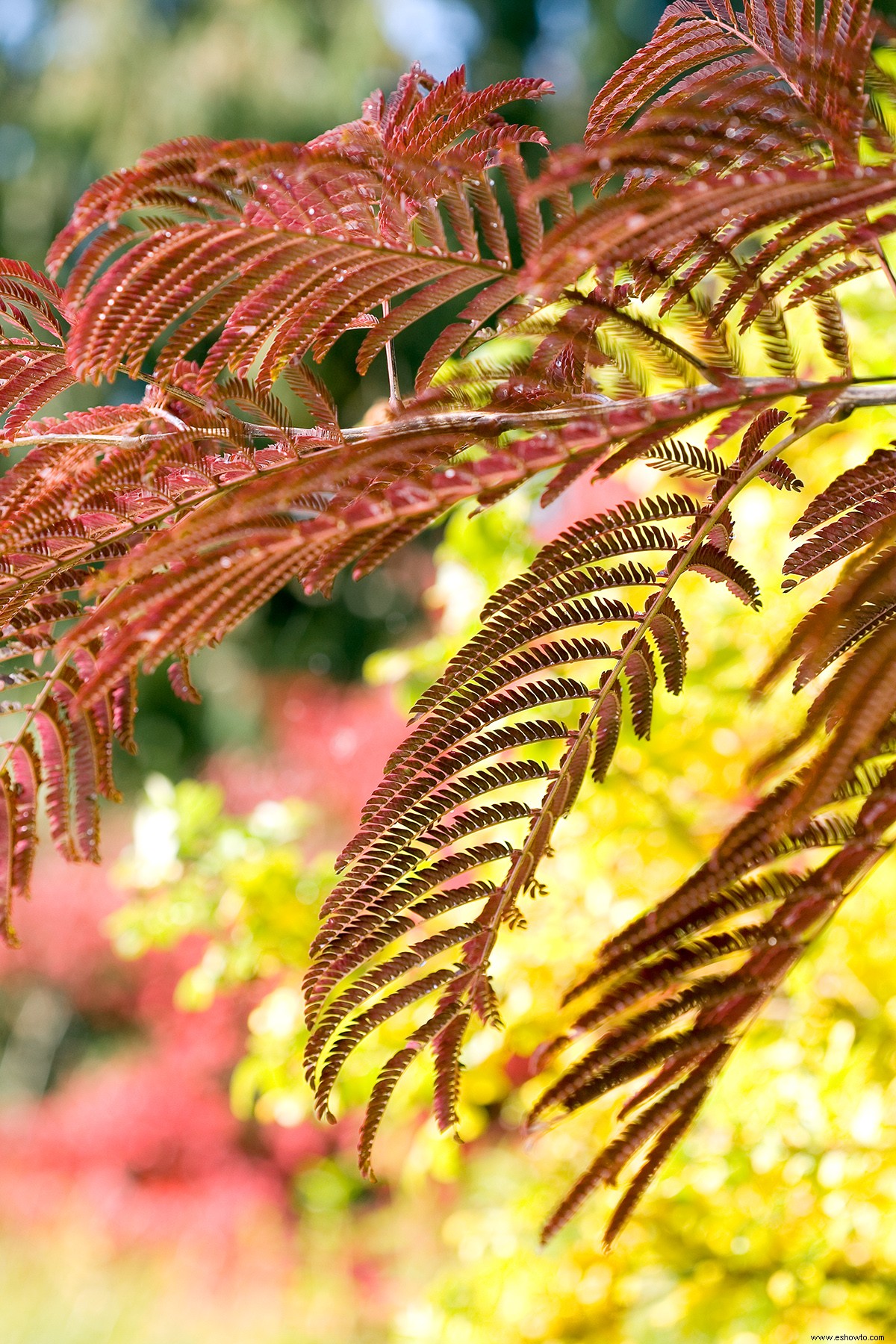 10 alternativas nativas a las plantas invasoras que podría estar cultivando en su jardín 