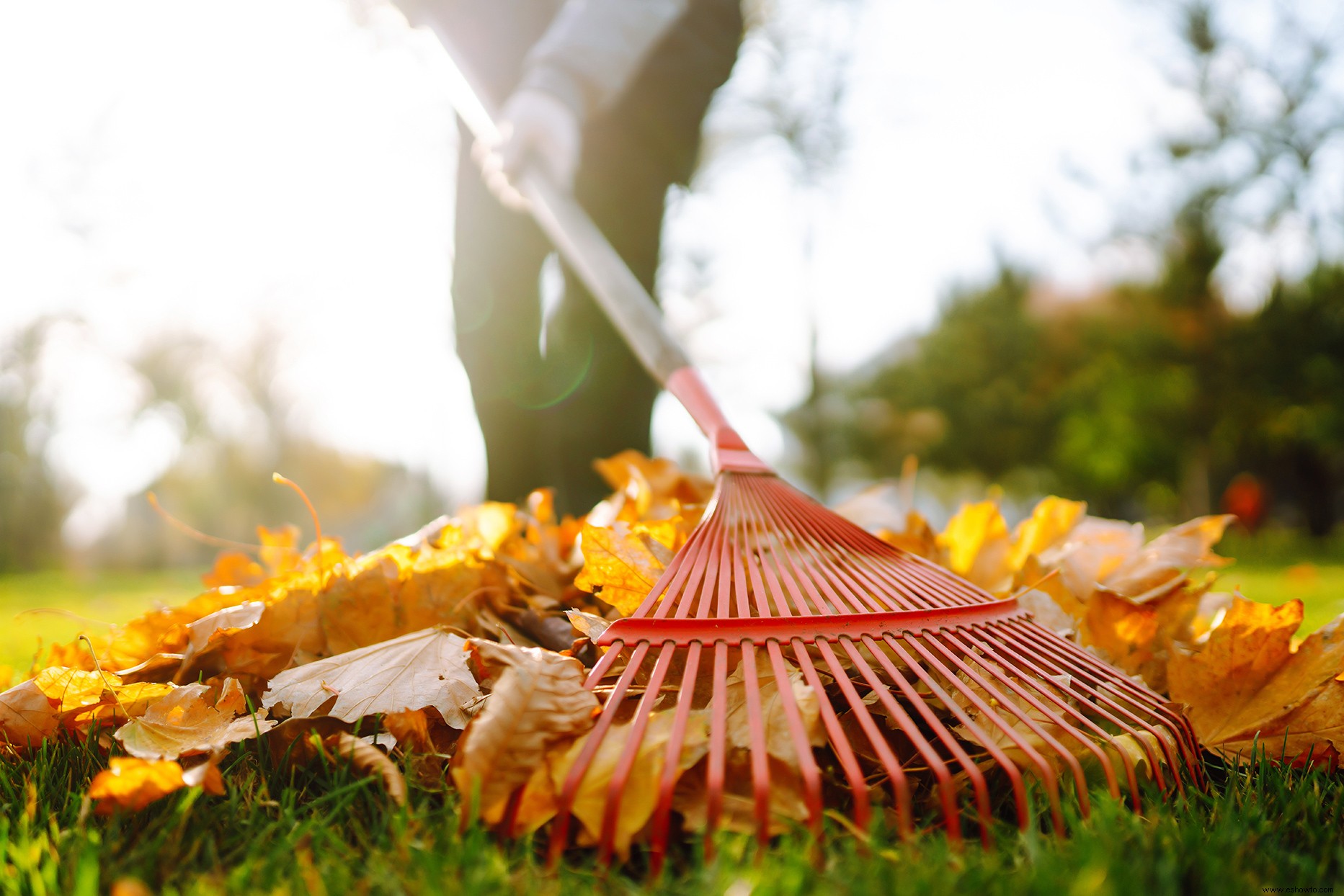 7 consejos esenciales para rastrillar las hojas y hacer que su limpieza de otoño sea mucho más fácil 