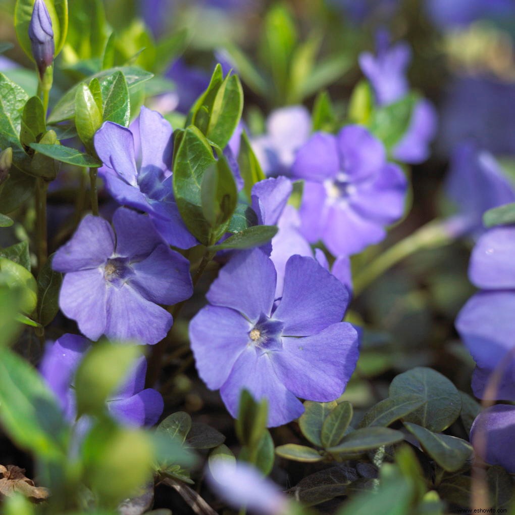 10 alternativas nativas a las plantas invasoras que podría estar cultivando en su jardín 