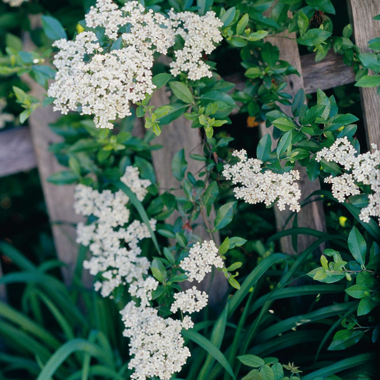 10 alternativas nativas a las plantas invasoras que podría estar cultivando en su jardín 