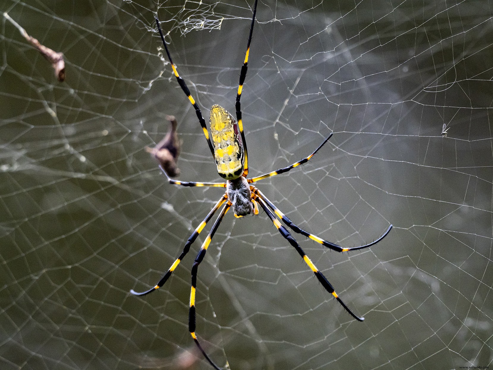 Enormes arañas Joro están repentinamente en todas partes en Georgia, pero son inofensivas 