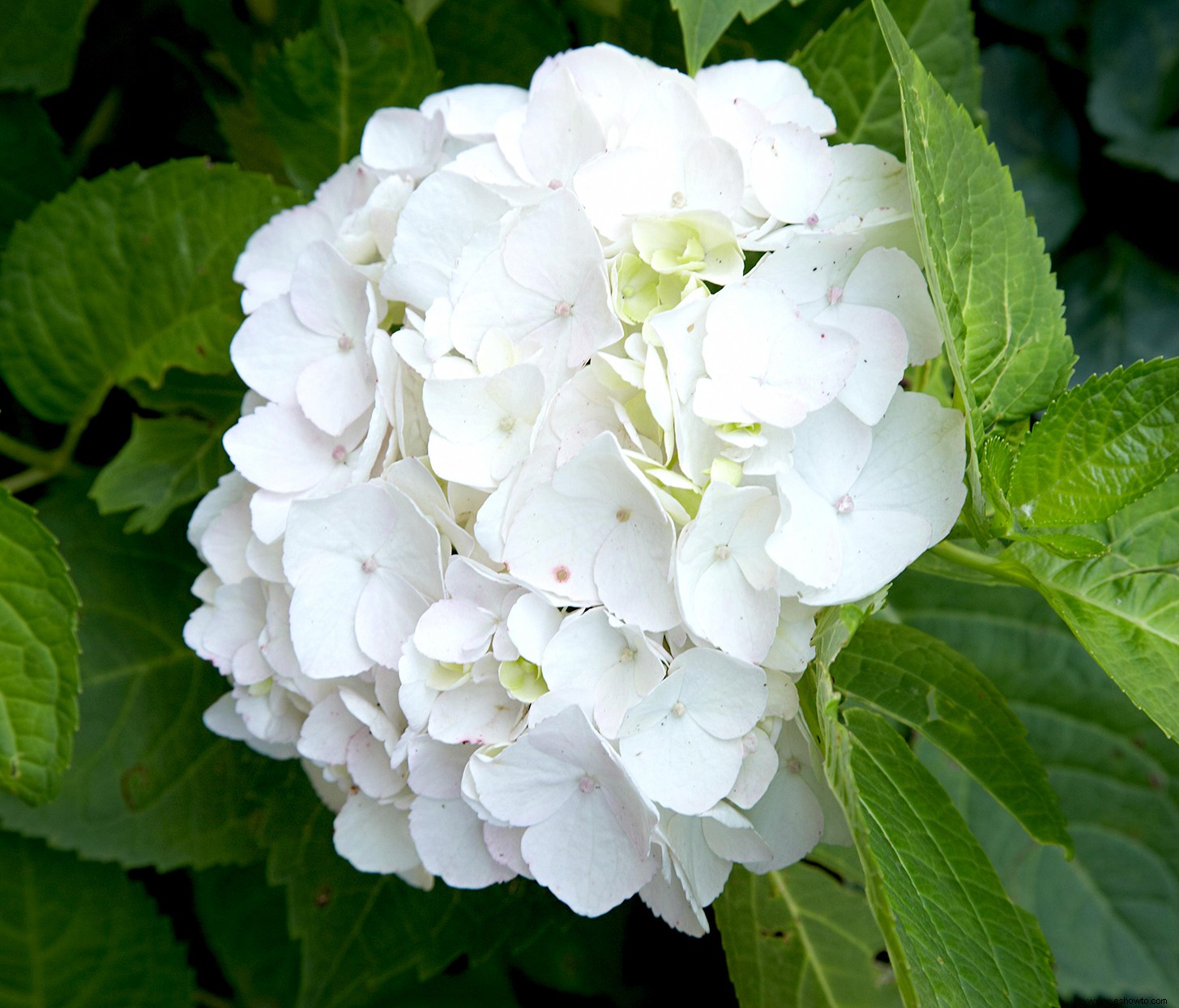 5 consejos imprescindibles para el cuidado invernal de las hortensias para que florezcan el próximo año 