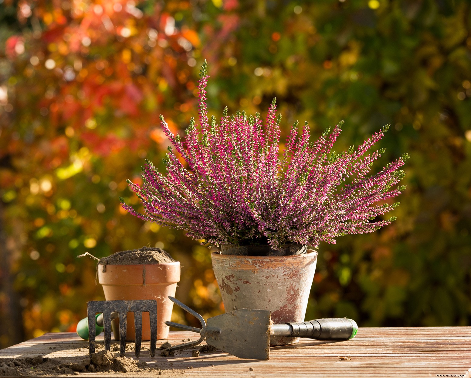 10 razones por las que el otoño es el momento perfecto para plantar tu jardín 