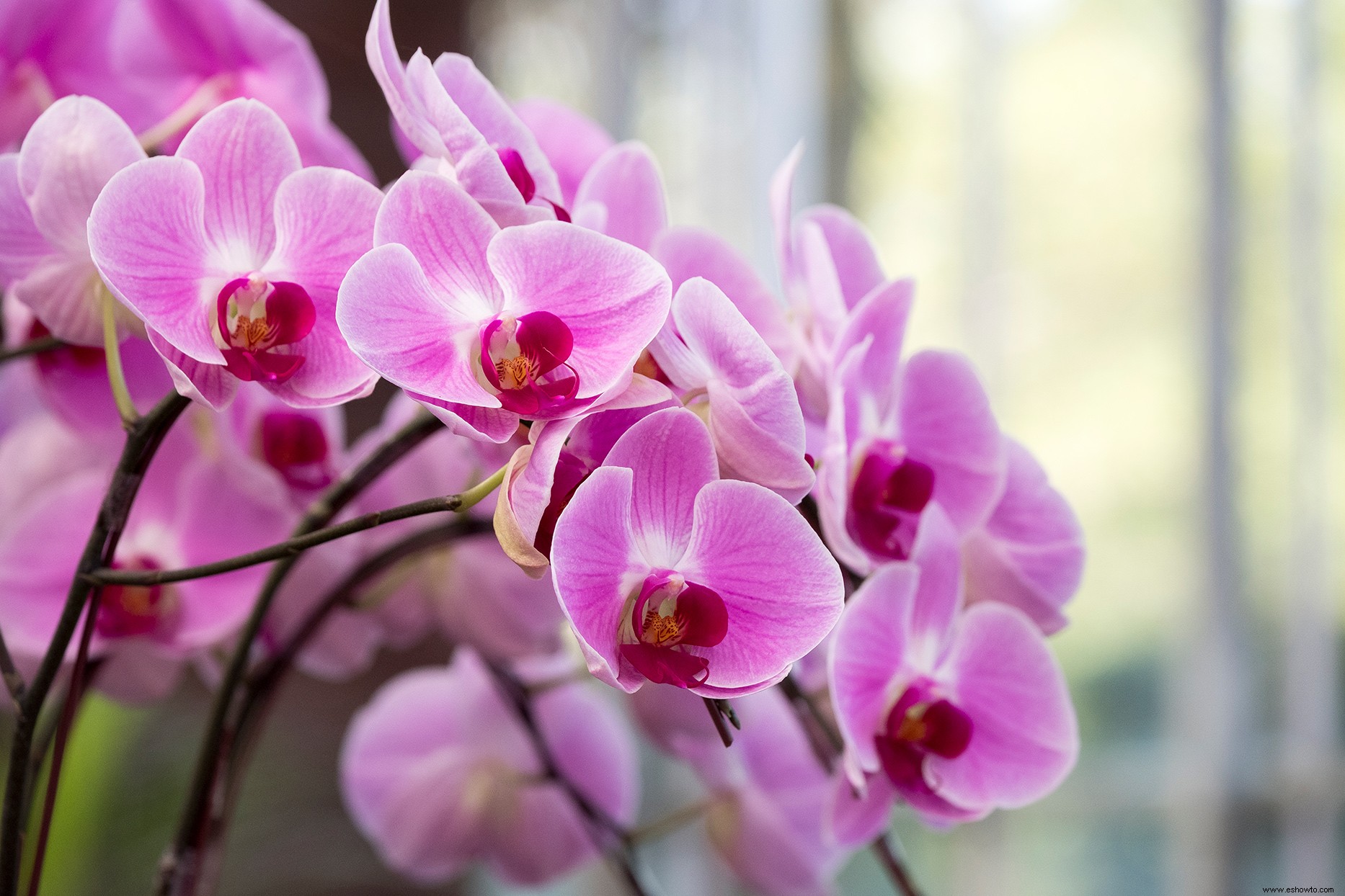 Sí, puede regar sus orquídeas con cubitos de hielo:así es como hacerlo bien 