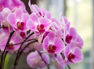 Regar orquídeas con cubitos de hielo: método seguro y respaldado por estudios universitarios