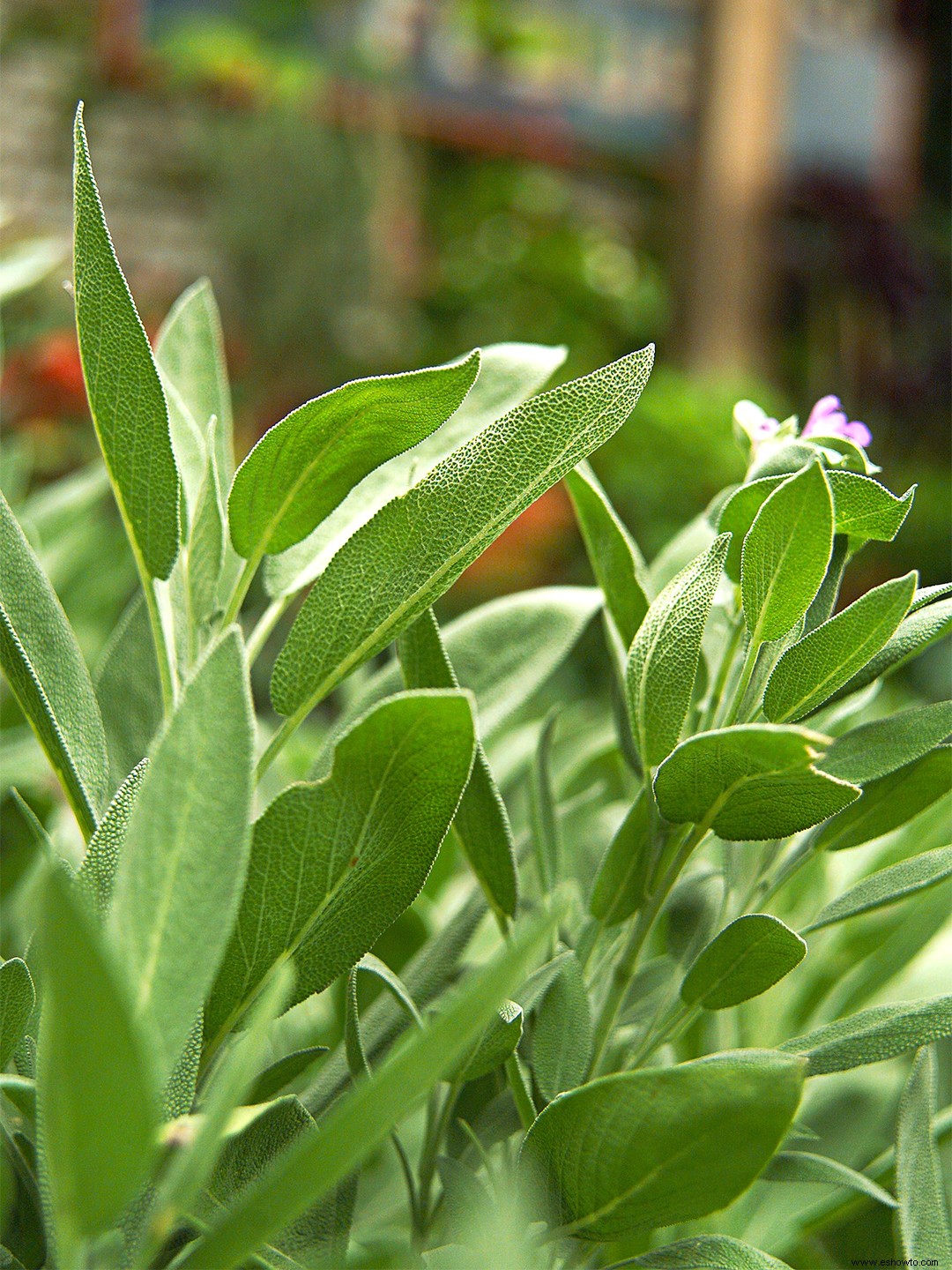 11 plantas de interior para lograr la tendencia verde salvia sin pintar las paredes 