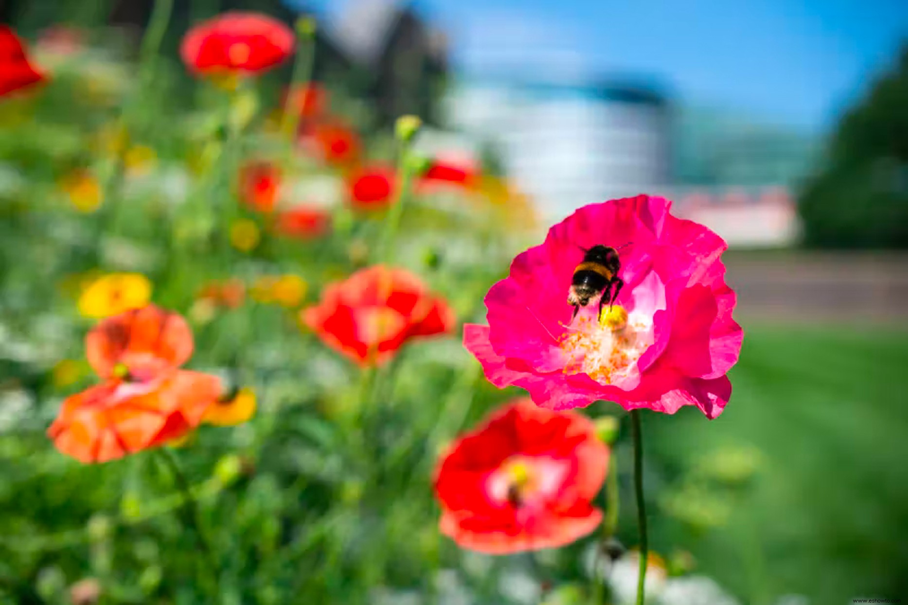 A Magnificent Superbloom celebrará el jubileo de platino de la reina Isabel II este verano 