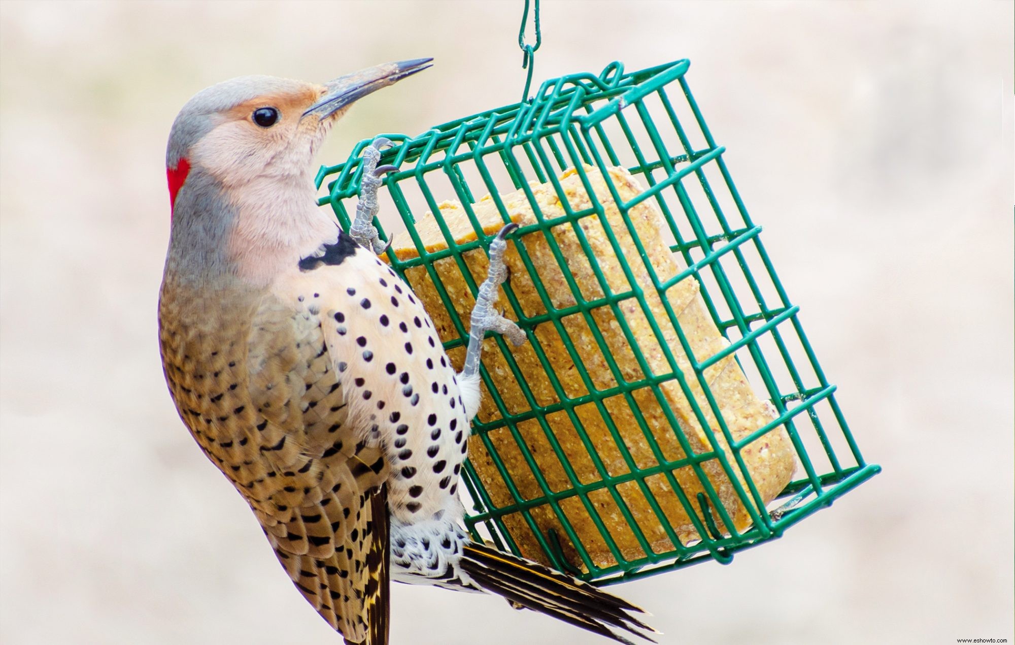 El sebo es un superalimento para las aves de traspatio:así es como se ofrece este regalo de alta energía 