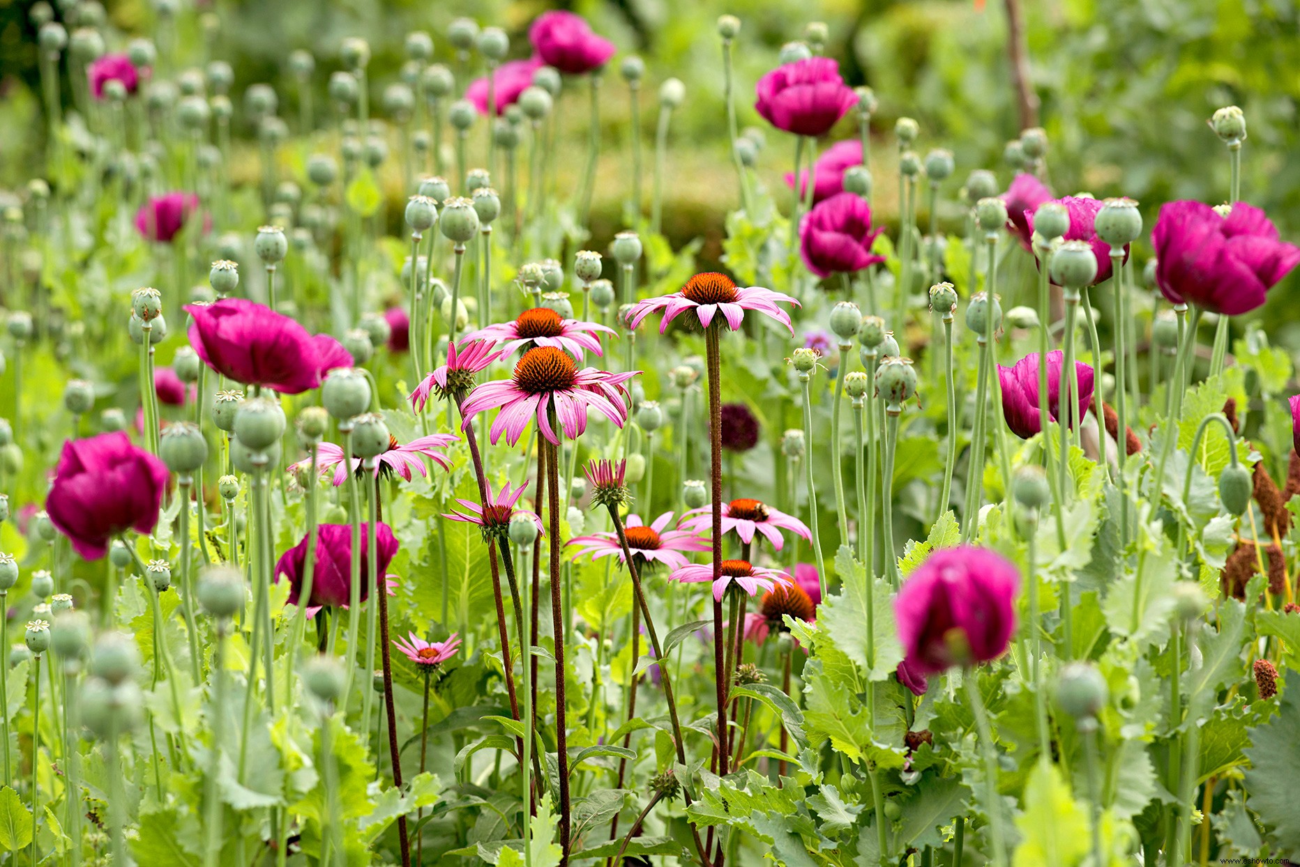 9 de los mejores lugares para comprar semillas en línea para su jardín 