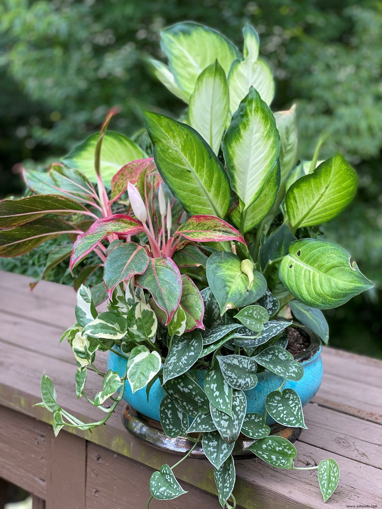 4 formas geniales de usar tus plantas de interior en tu jardín y contenedores 