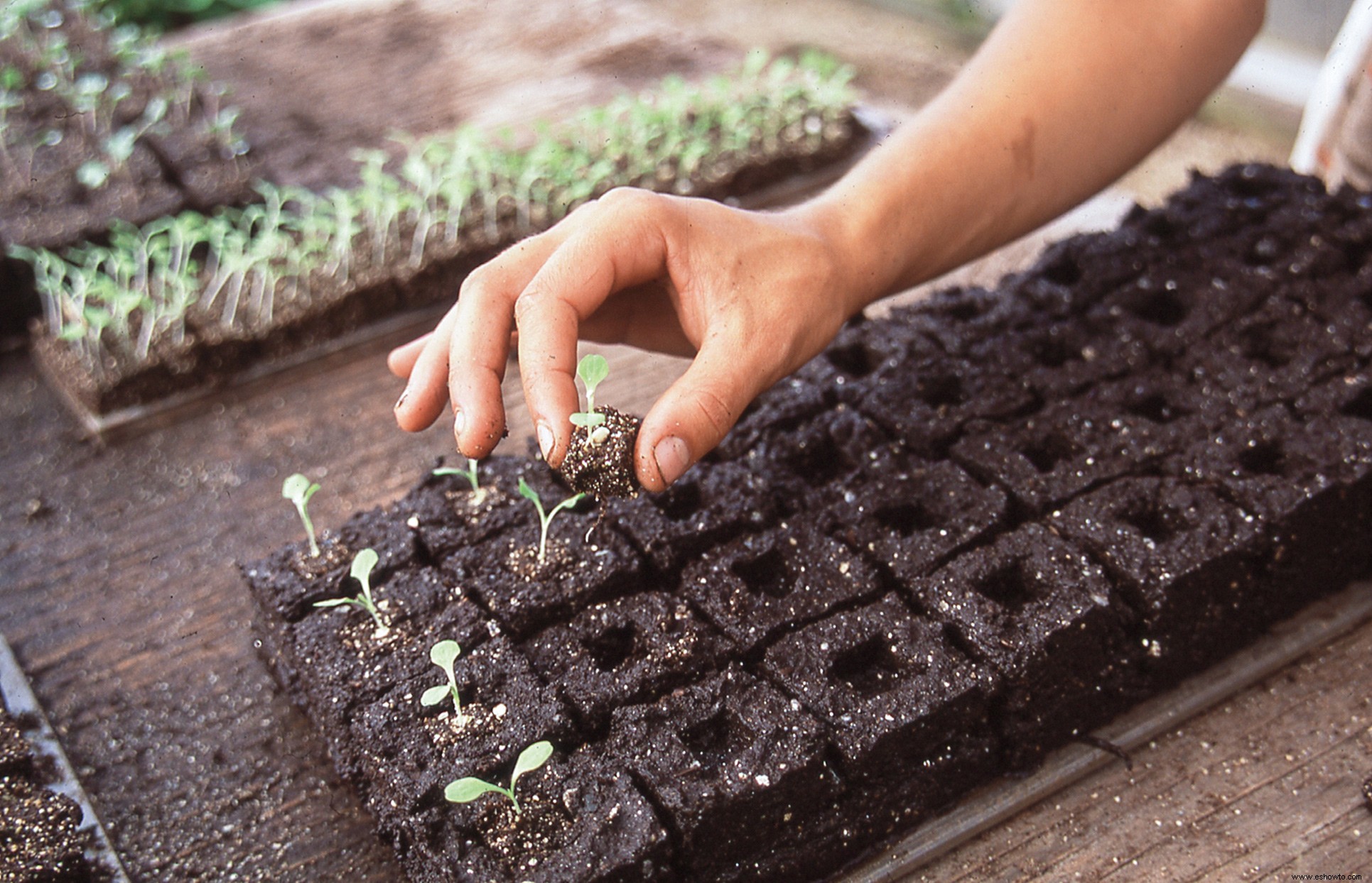Bloqueo del suelo:una mejor manera de comenzar bien sus semillas 