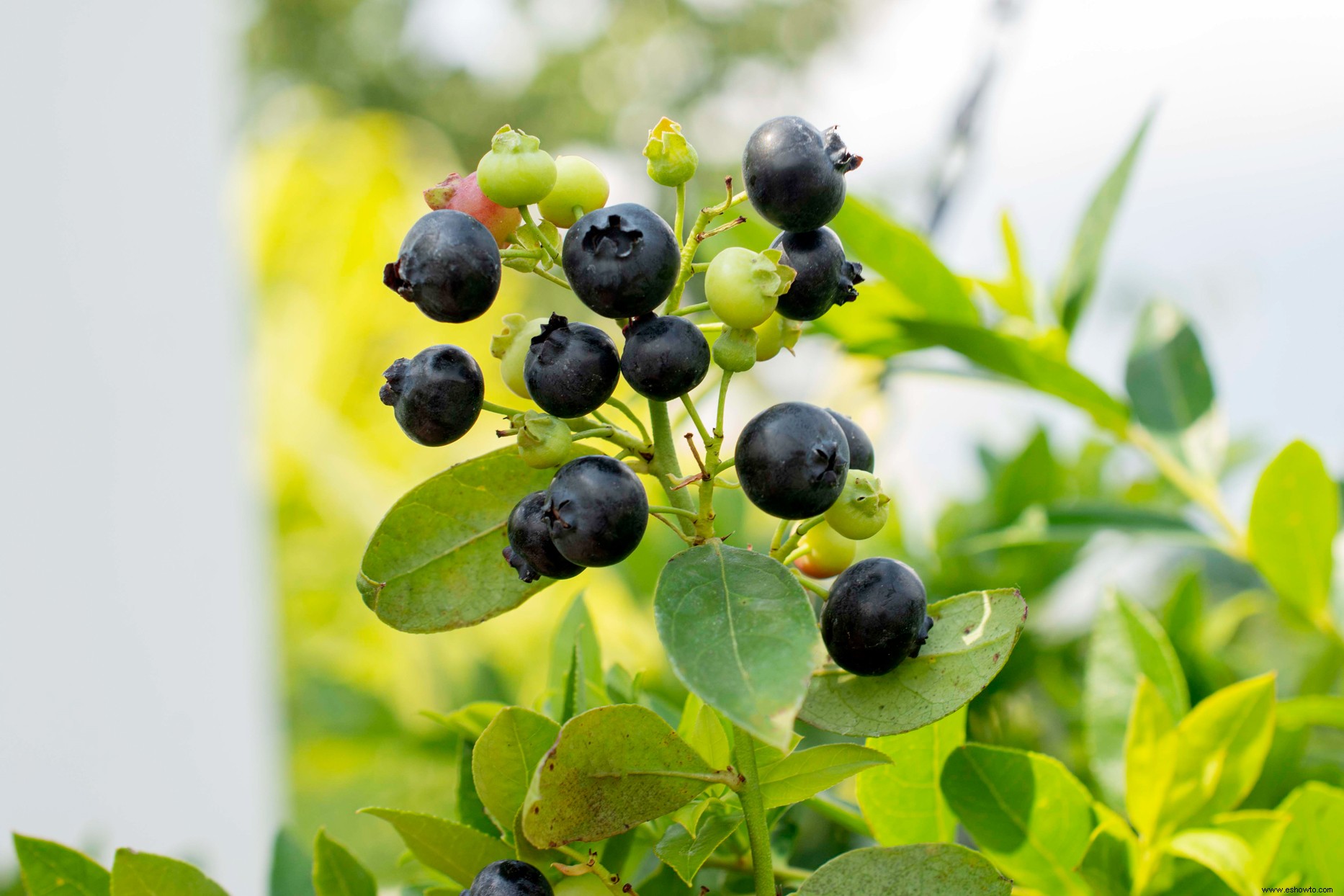 Los nuevos arbustos de arándanos Cascade son perfectos para cestas colgantes y jardines pequeños 