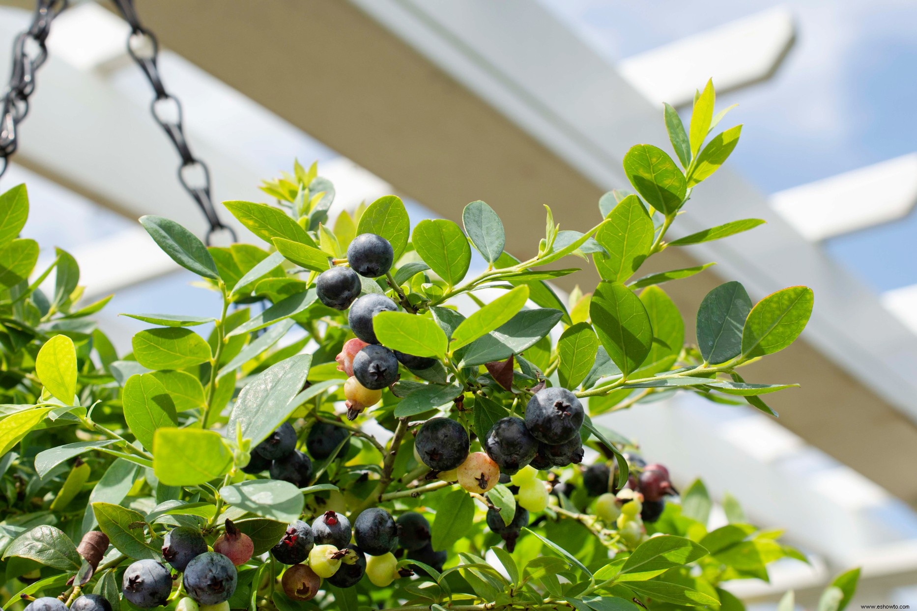 Los nuevos arbustos de arándanos Cascade son perfectos para cestas colgantes y jardines pequeños 