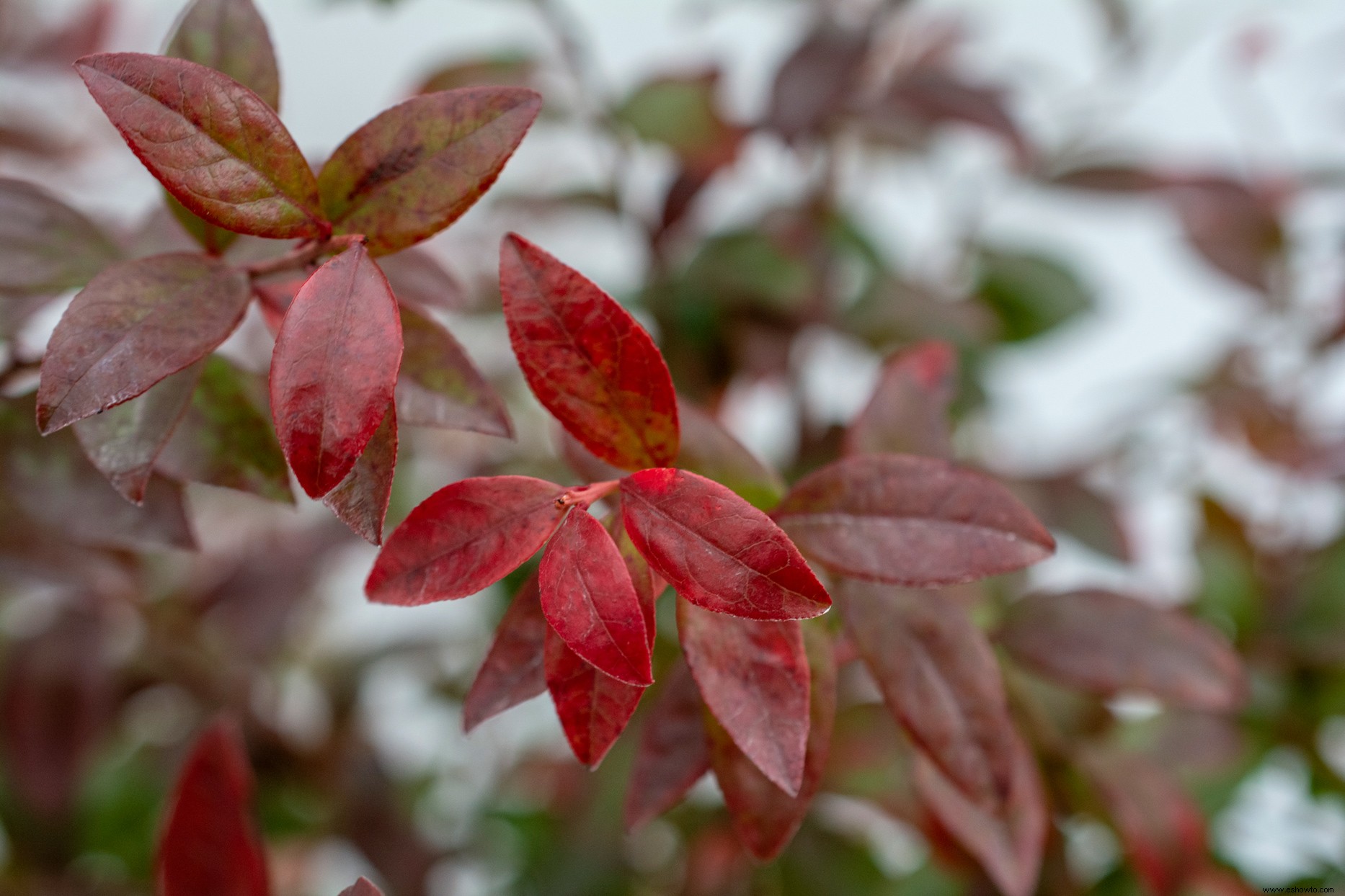 Los nuevos arbustos de arándanos Cascade son perfectos para cestas colgantes y jardines pequeños 