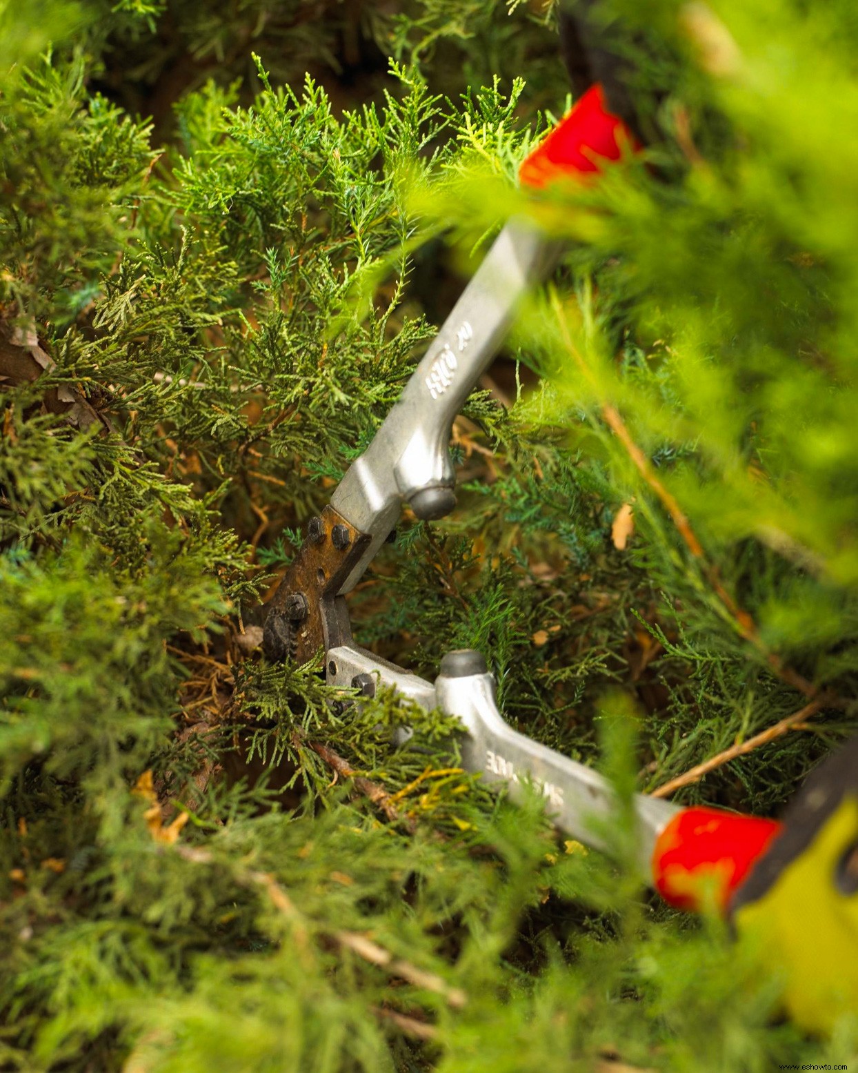 Cómo podar correctamente 12 de los árboles de hoja perenne más comunes del paisaje 