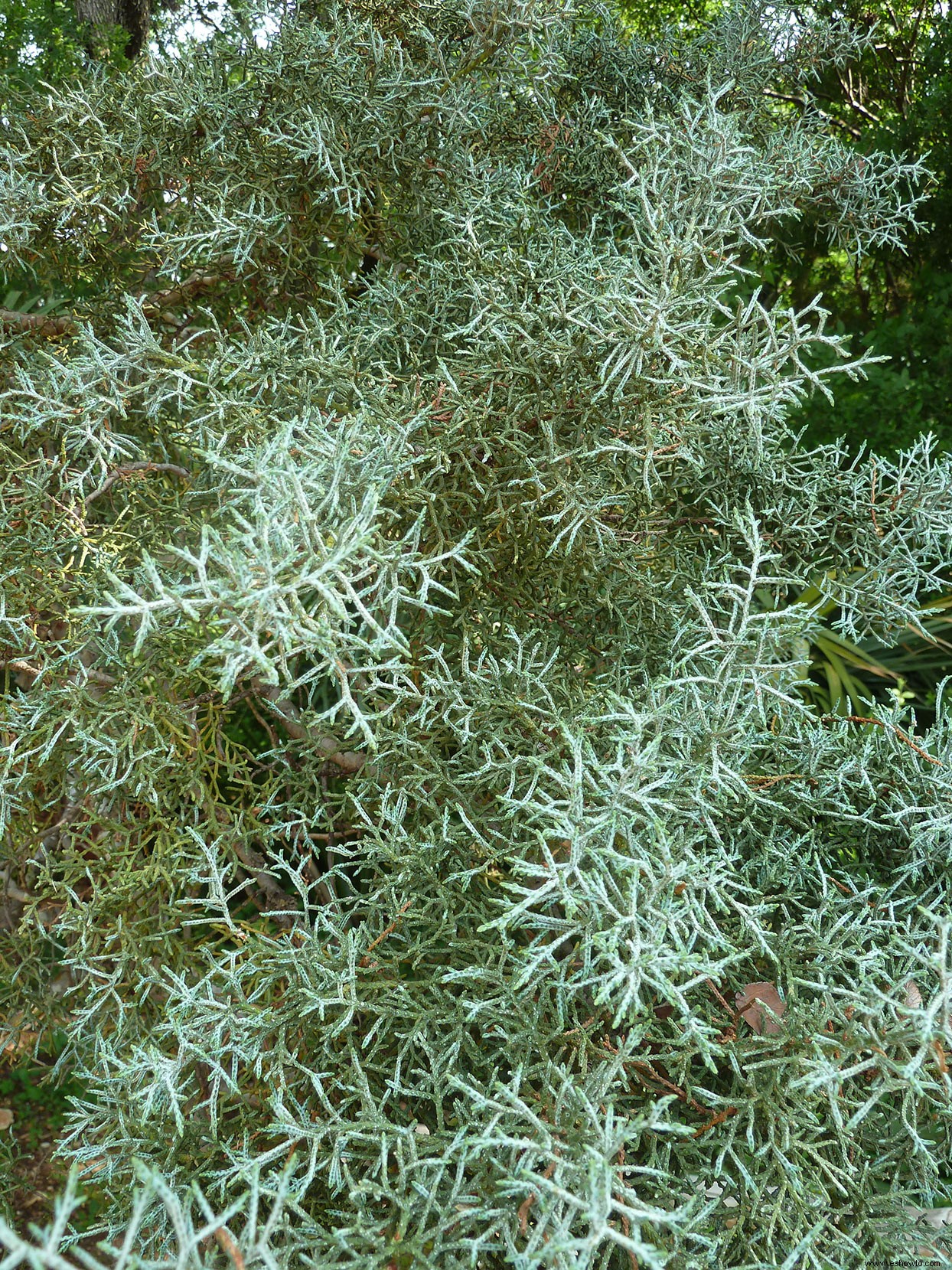 Cómo podar correctamente 12 de los árboles de hoja perenne más comunes del paisaje 