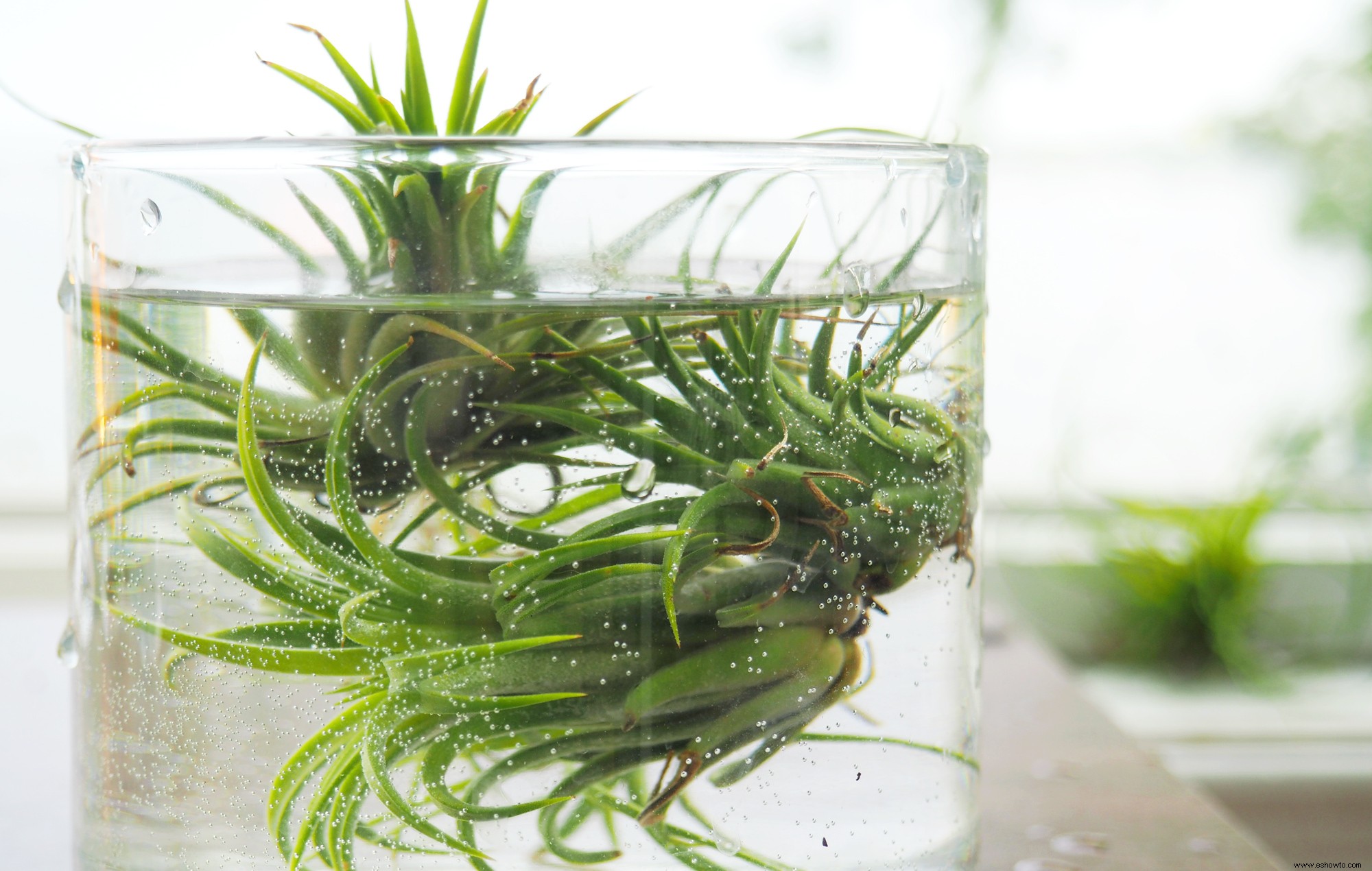 Cómo regar las plantas de aire para mantenerlas felices y saludables 