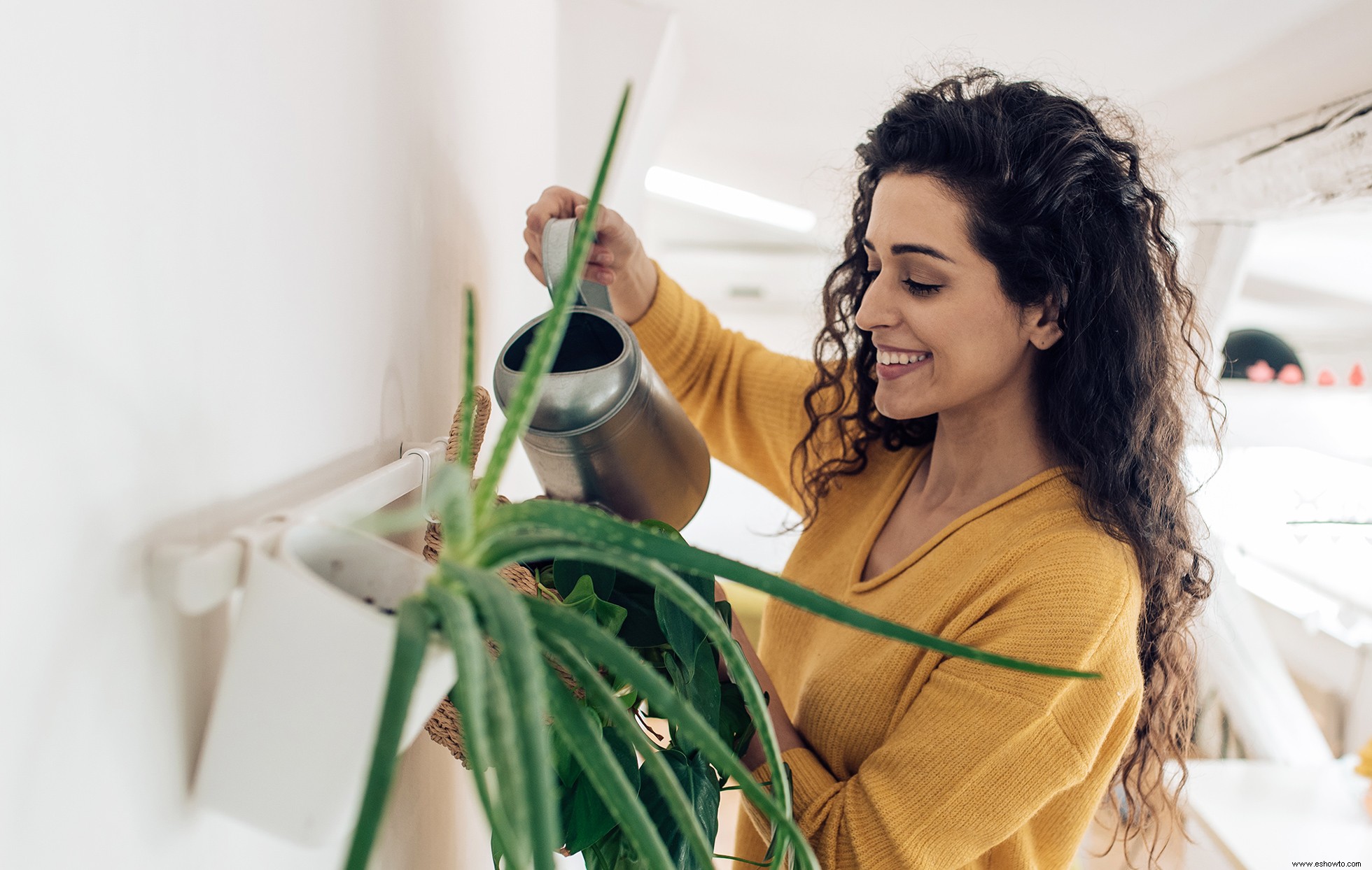 Esto es lo que tus plantas de interior revelan sobre tu personalidad 