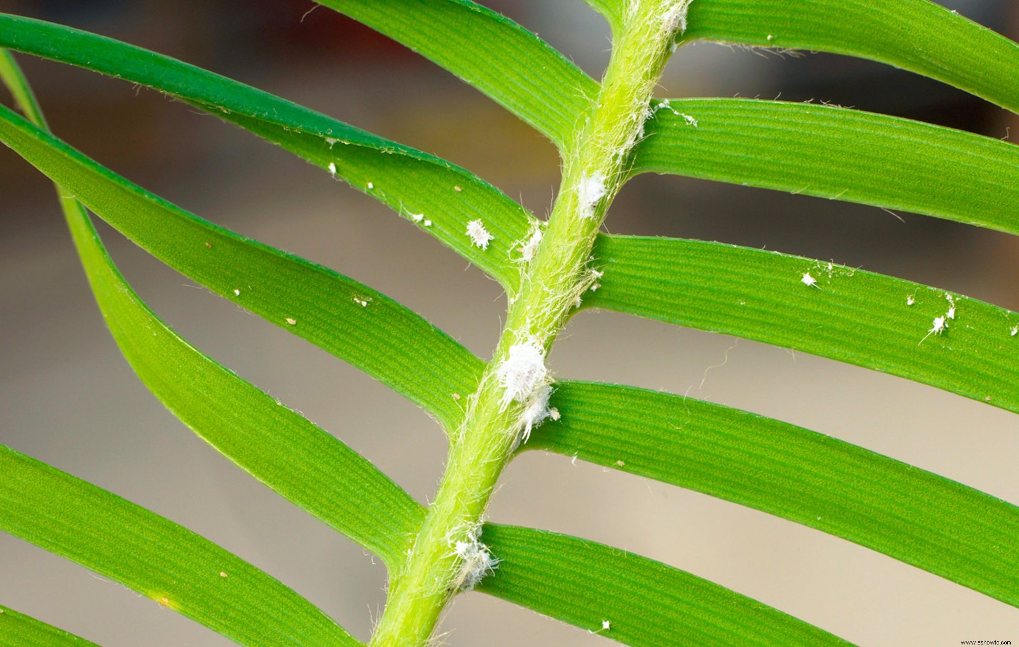 6 de las plagas de plantas de interior más comunes y cómo deshacerse de ellas 