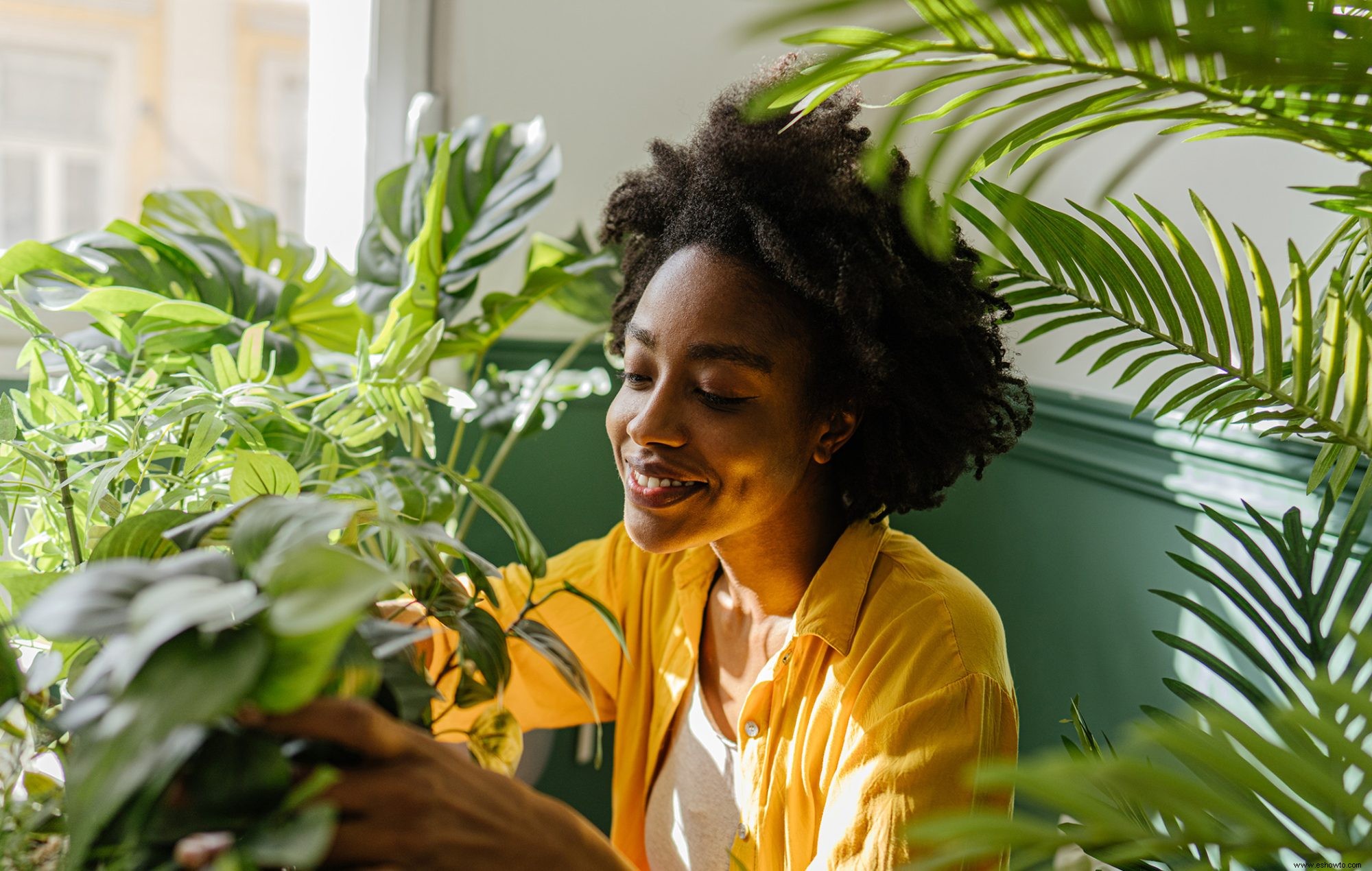 6 de las plagas de plantas de interior más comunes y cómo deshacerse de ellas 