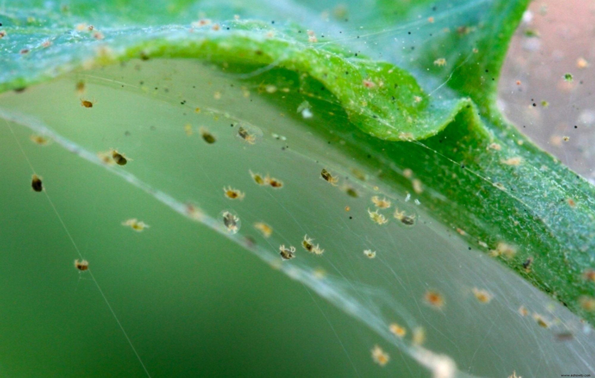 6 de las plagas de plantas de interior más comunes y cómo deshacerse de ellas 