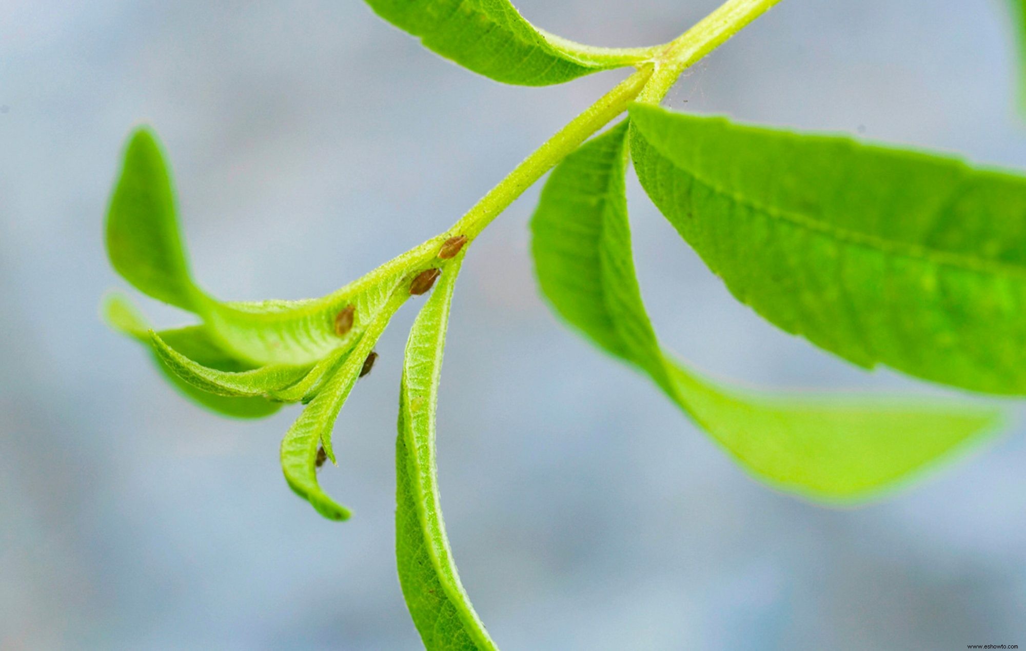 6 de las plagas de plantas de interior más comunes y cómo deshacerse de ellas 