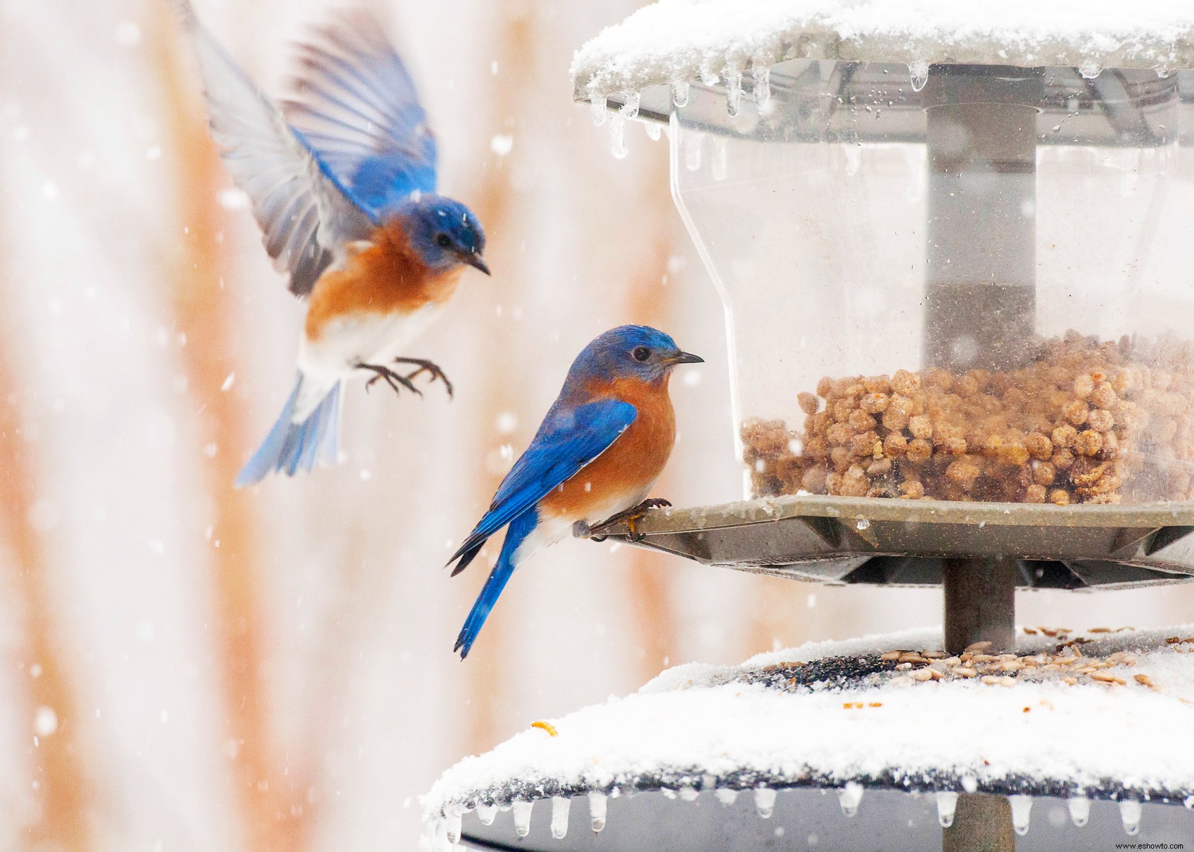 5 consejos imprescindibles para atraer y alimentar a las aves de traspatio en invierno 